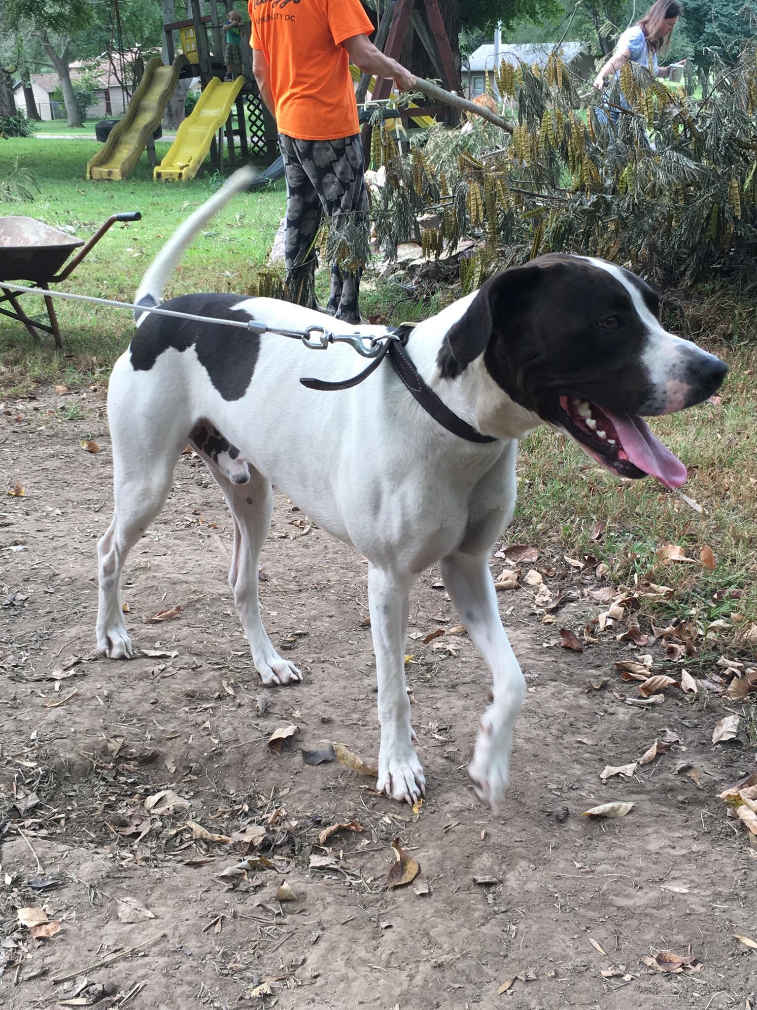 Lost Dog 11 days ago outside of Conifer Co down 285 South