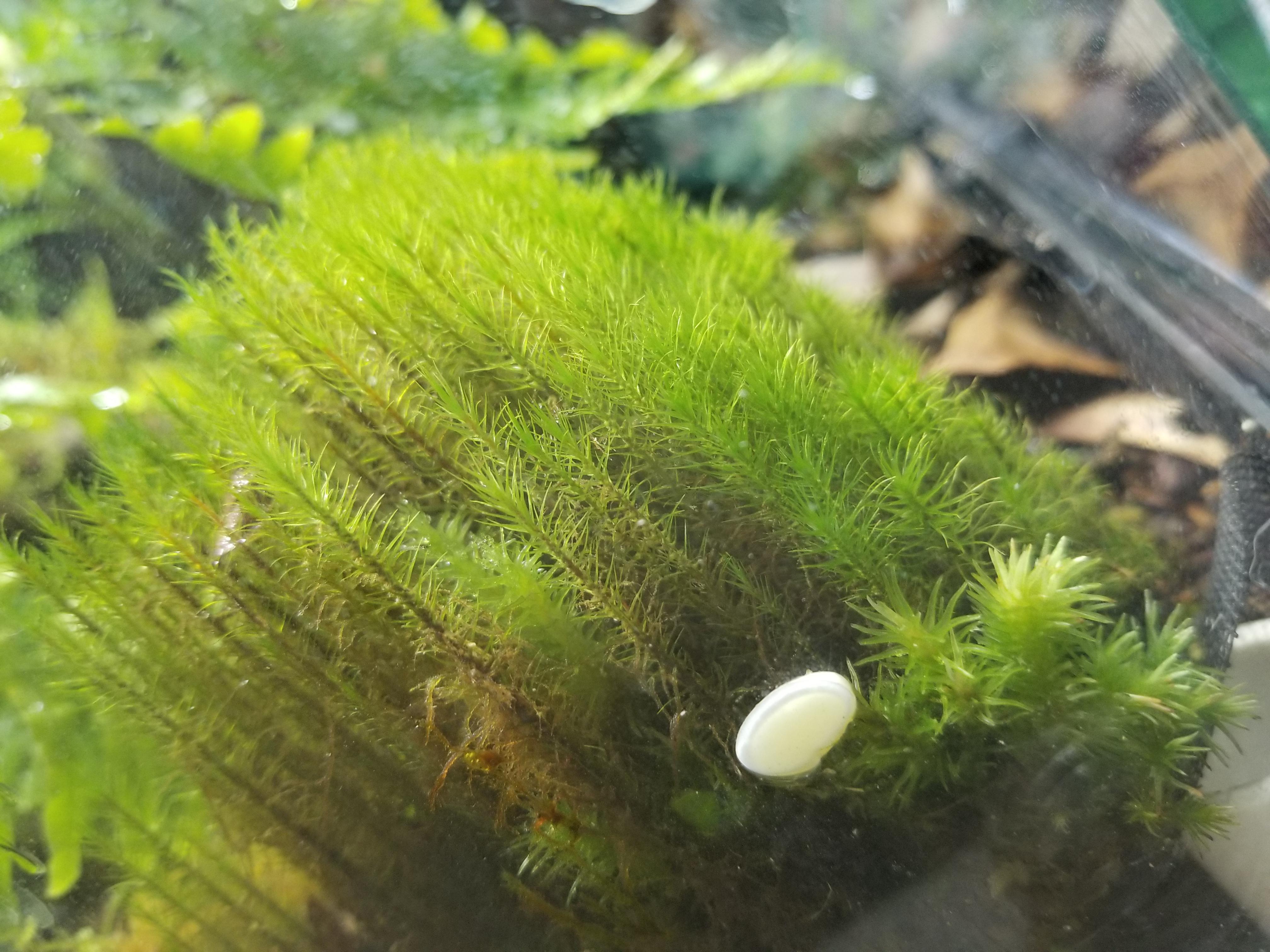 Just found this in my mourning gecko tank this morning after weeks of