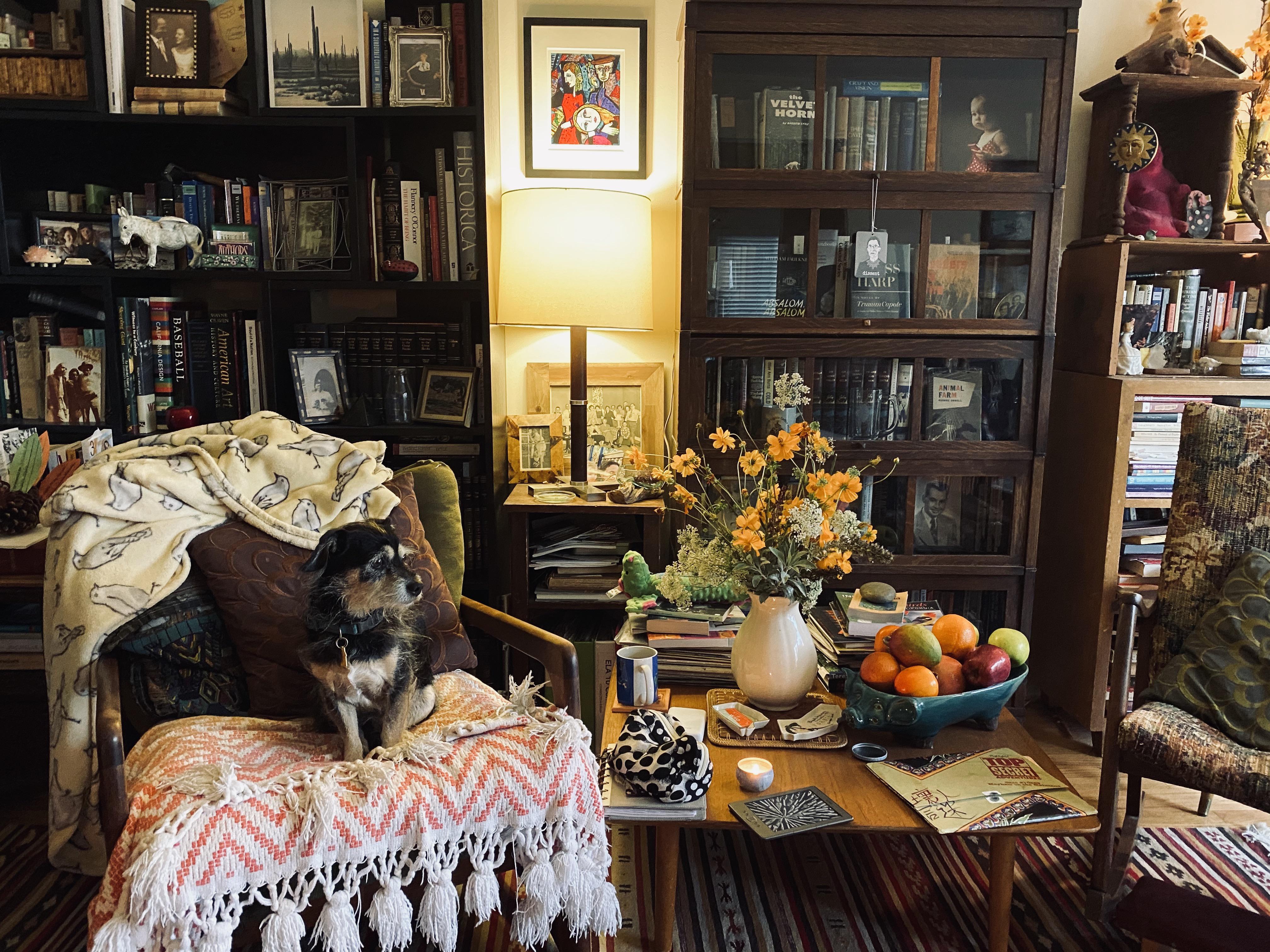 Took a picture of my dog this morning and realized I have a cozy living