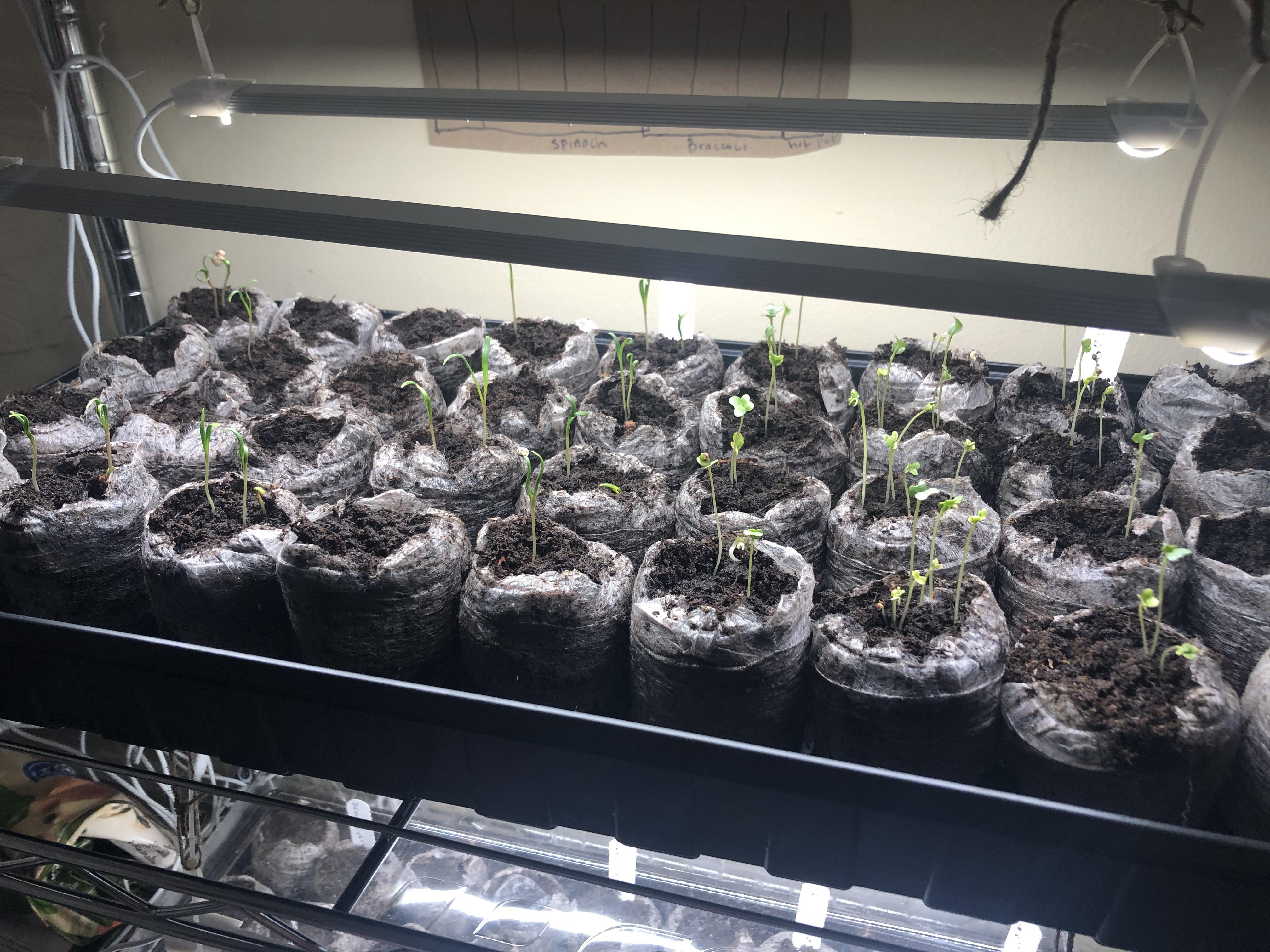 First time starting seeds indoors! Any idea why my broccoli and spinach