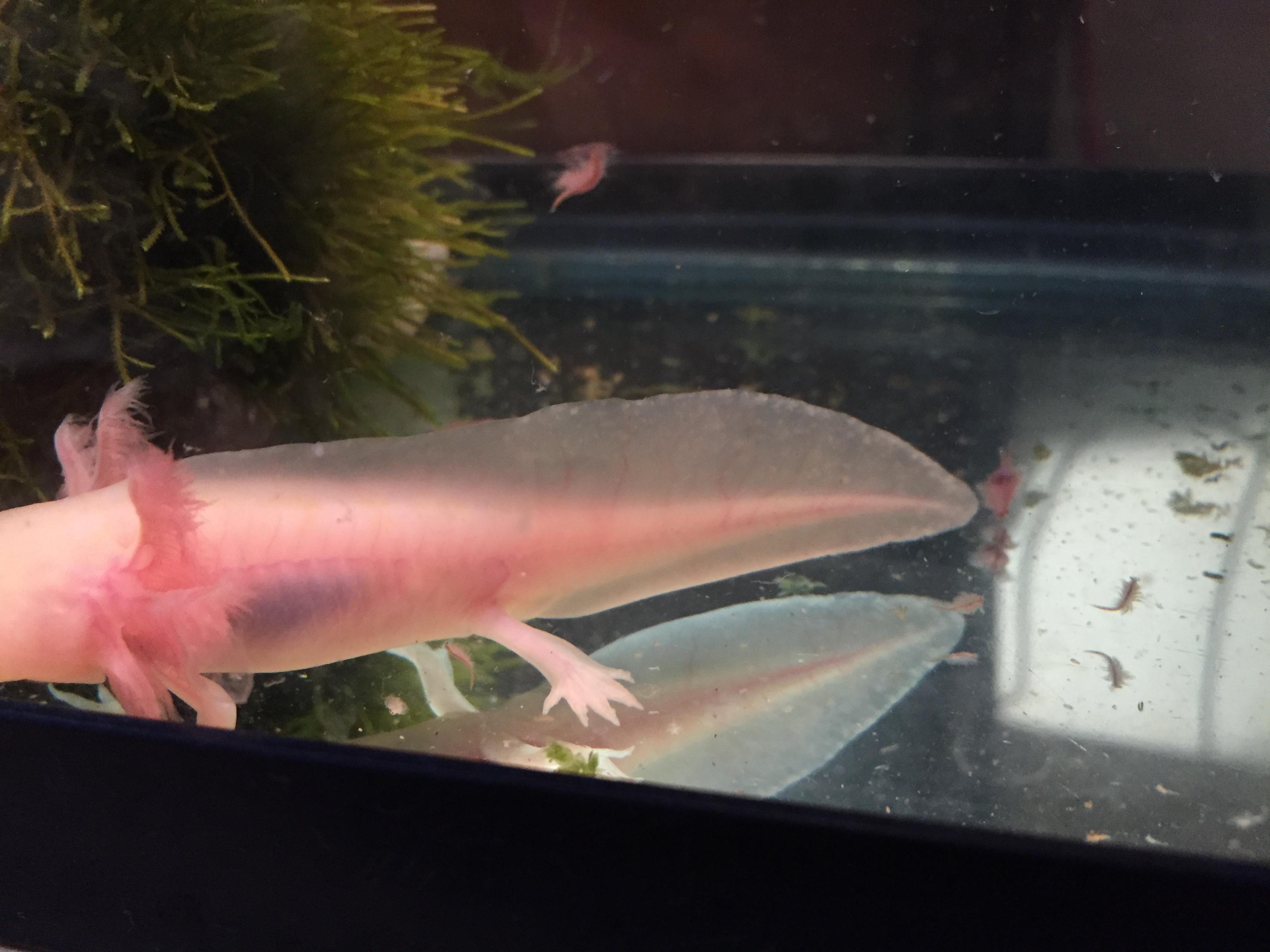Axolotl Aquariums I got this for my mom as a Christmas gift