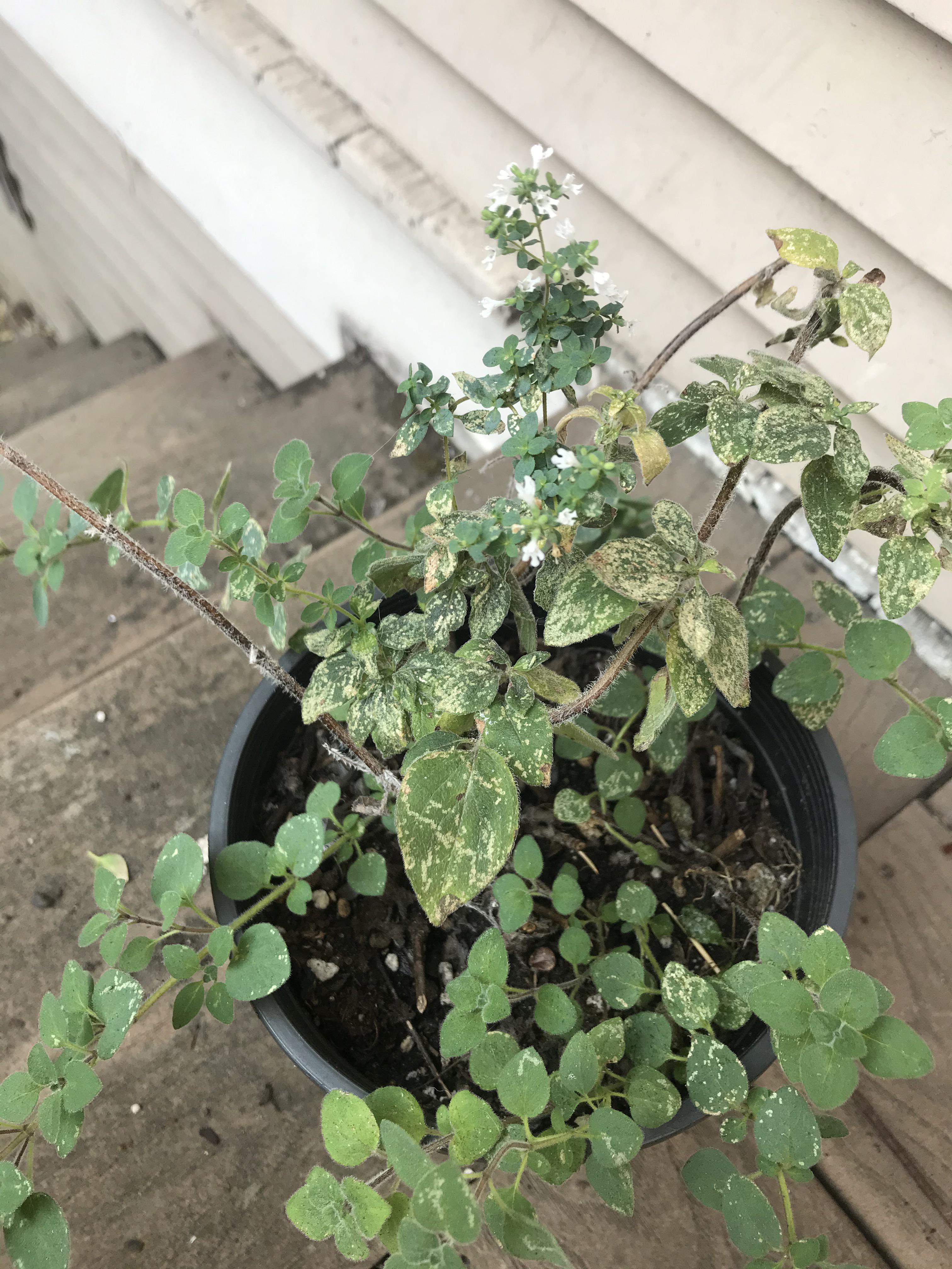 What’s up with this oregano plant? It’s happy as a clam aside from the