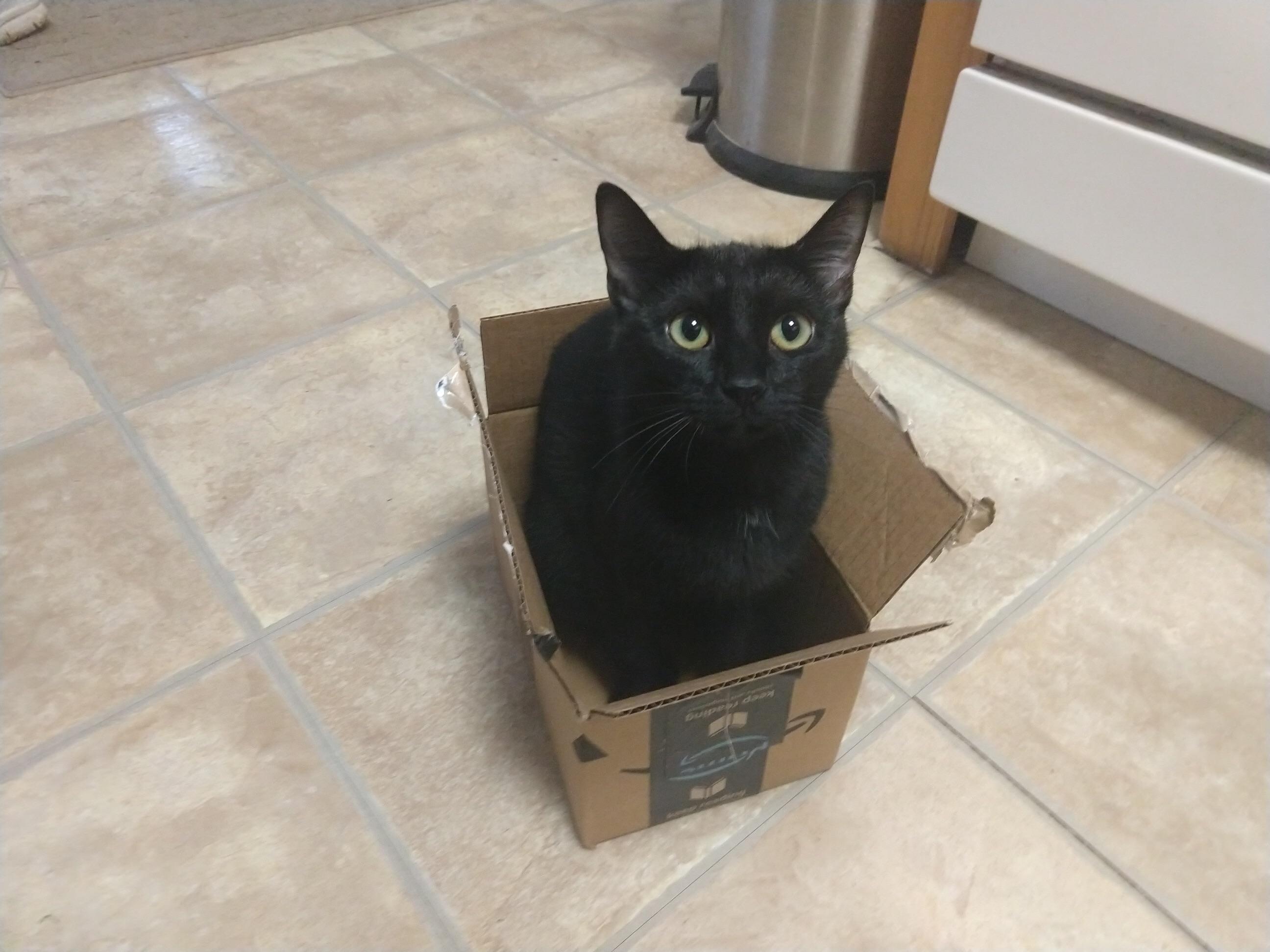 My free sample of Cat has arrived r/aww