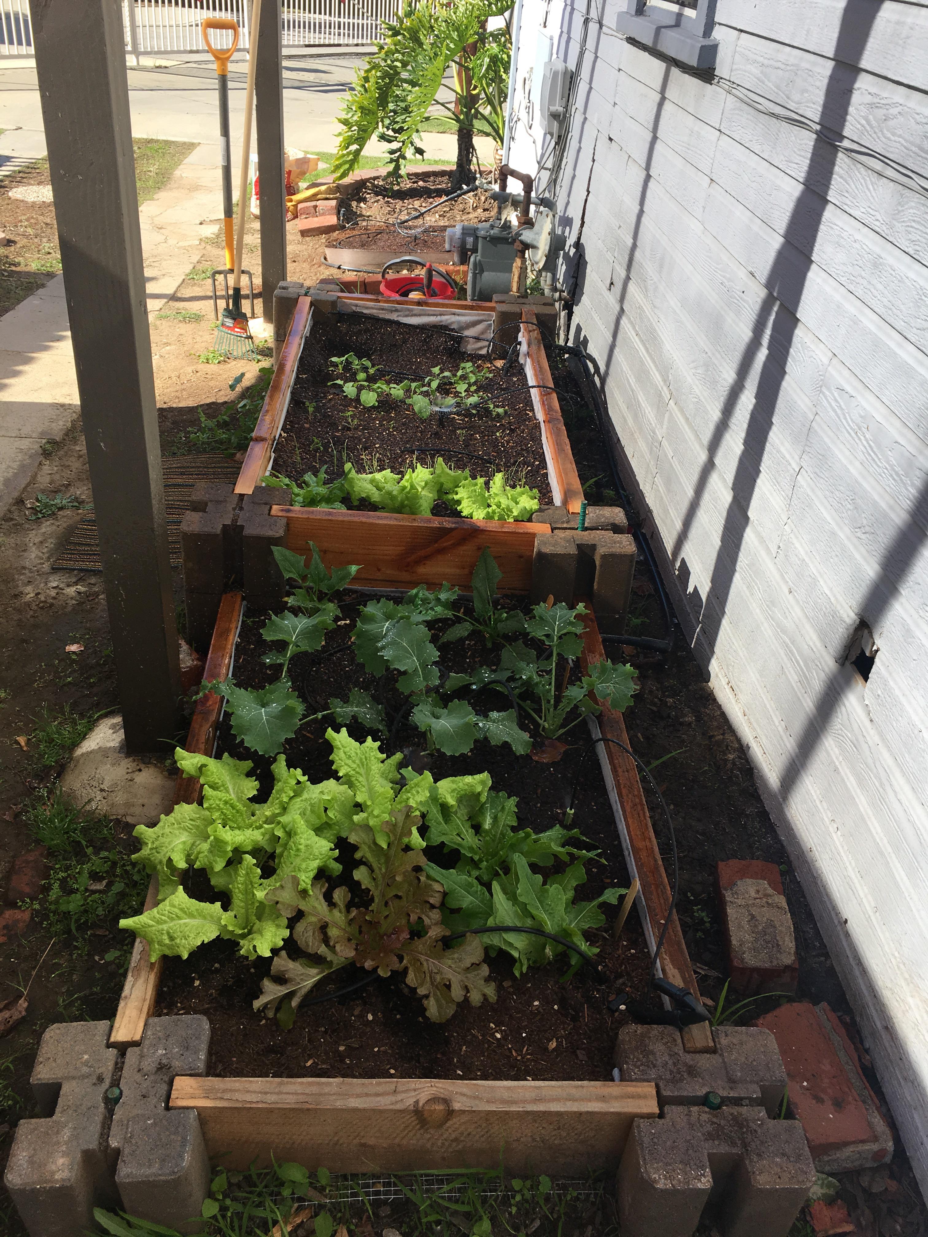 Raised beds Long Beach style. r/gardening