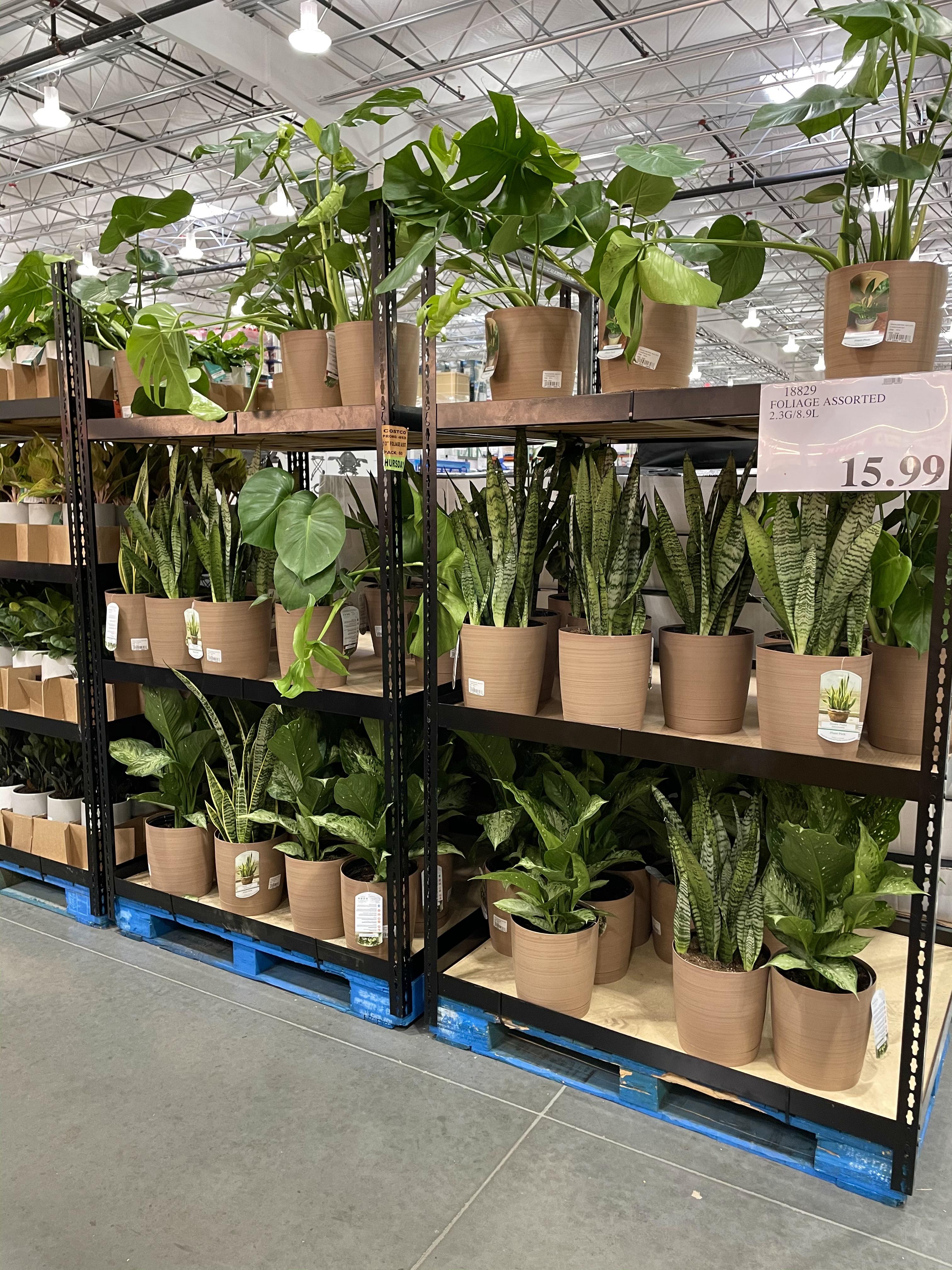 Yay!! My Costco has indoor plants finally r/Costco