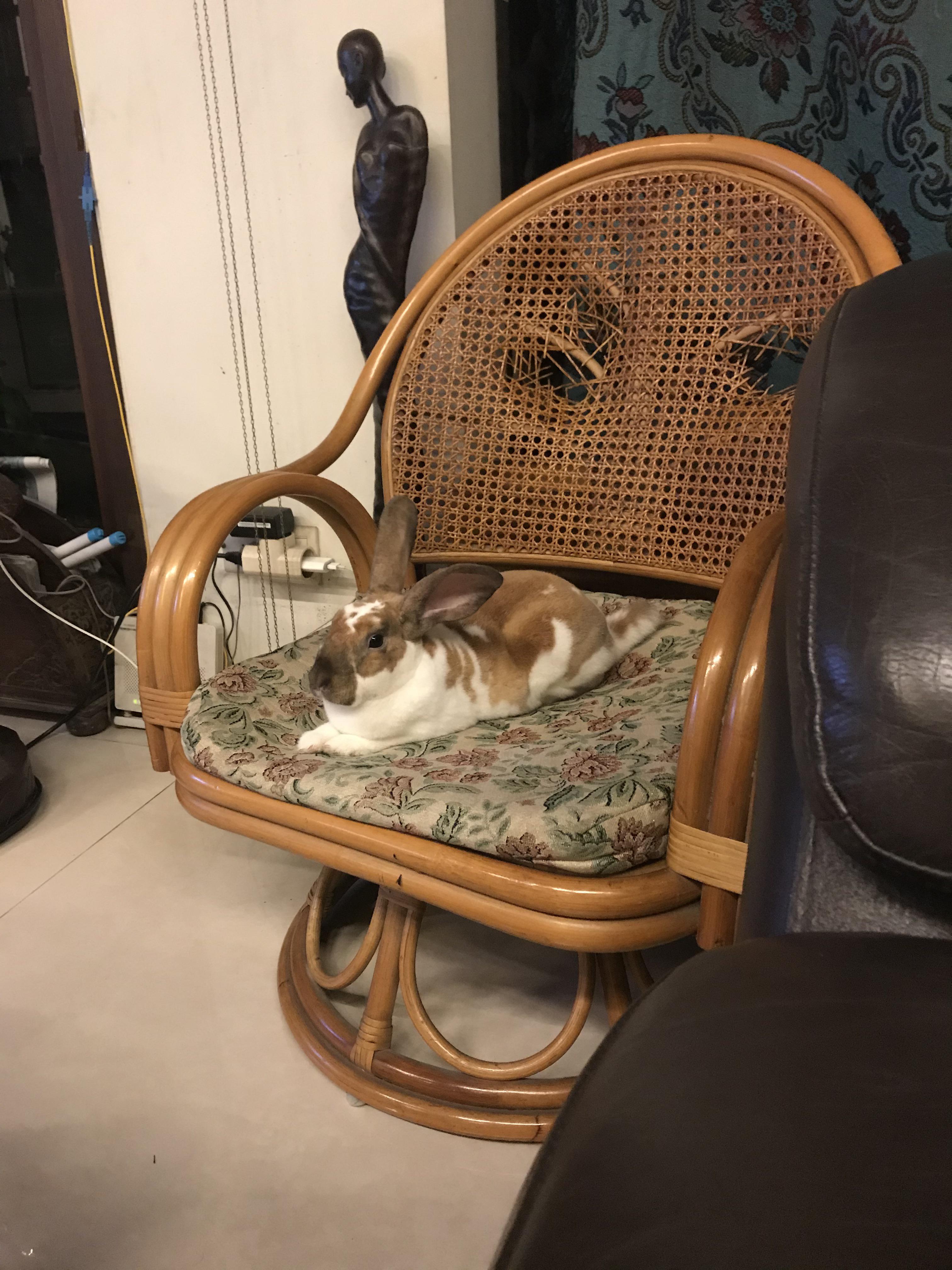 Meet lord jamal,my landlord r/Rabbits