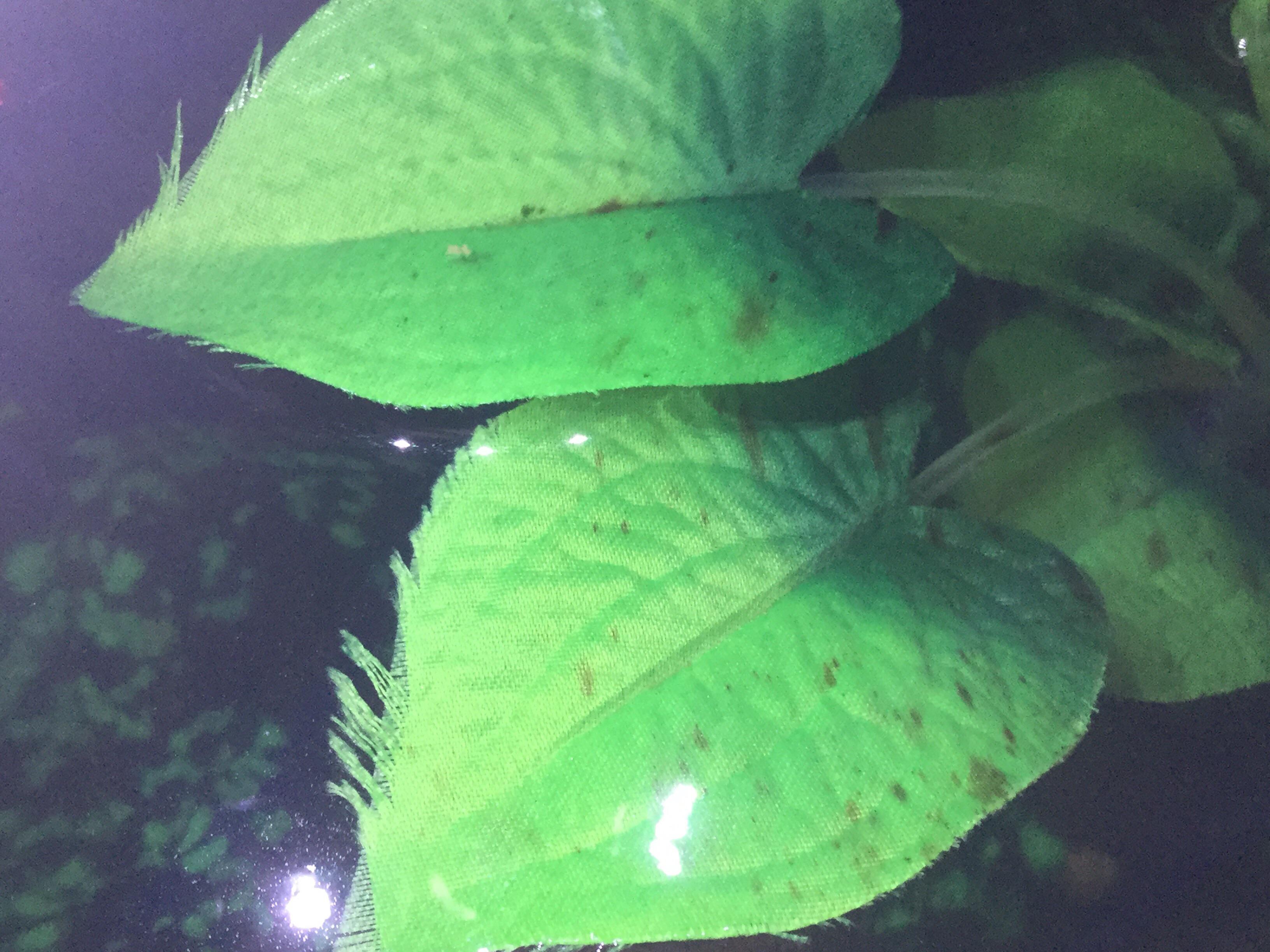 HELP! Brown spots on silk plant and other ornaments in betta tank! r