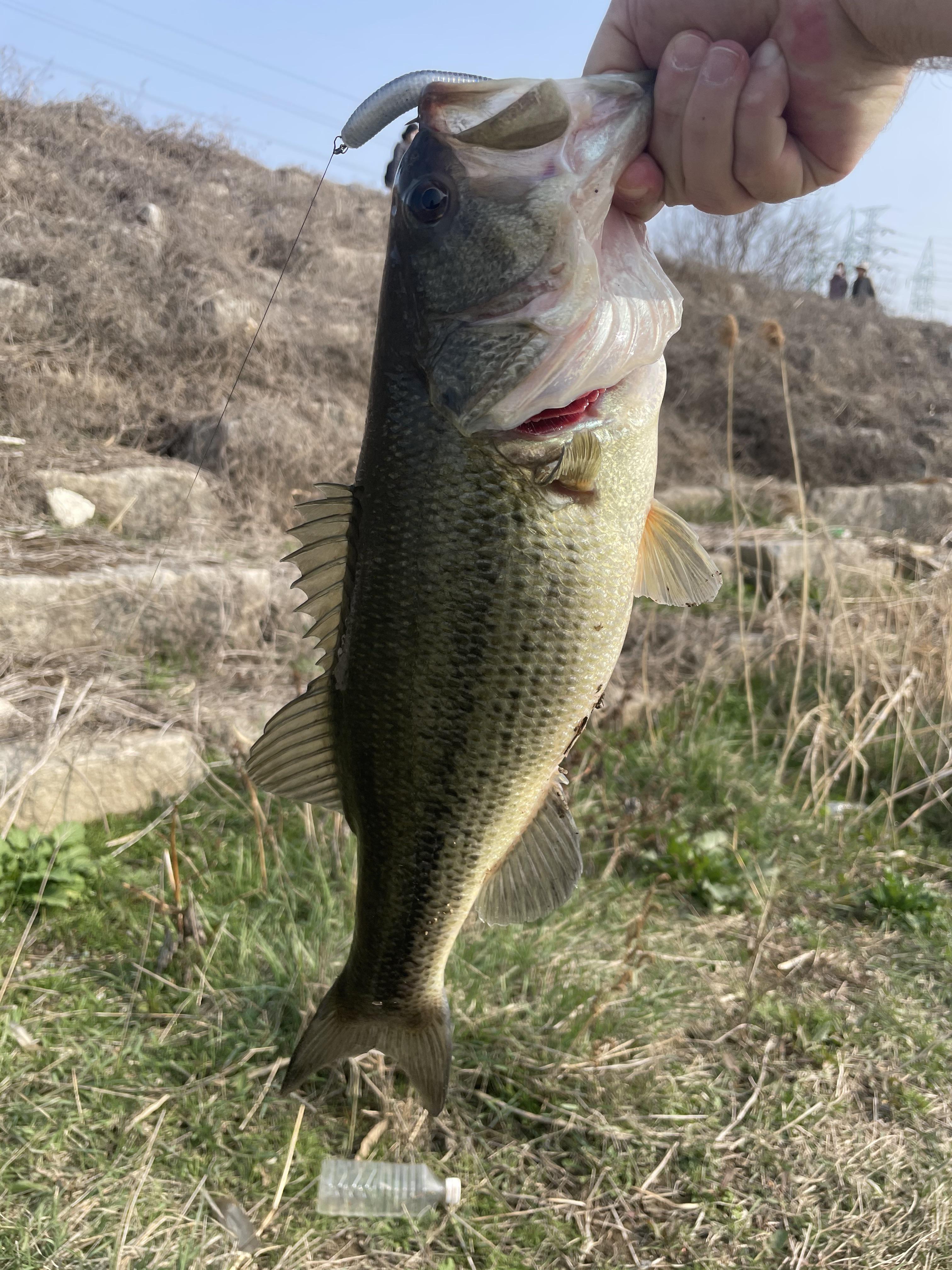 First bass of the year in South Korea r/bassfishing