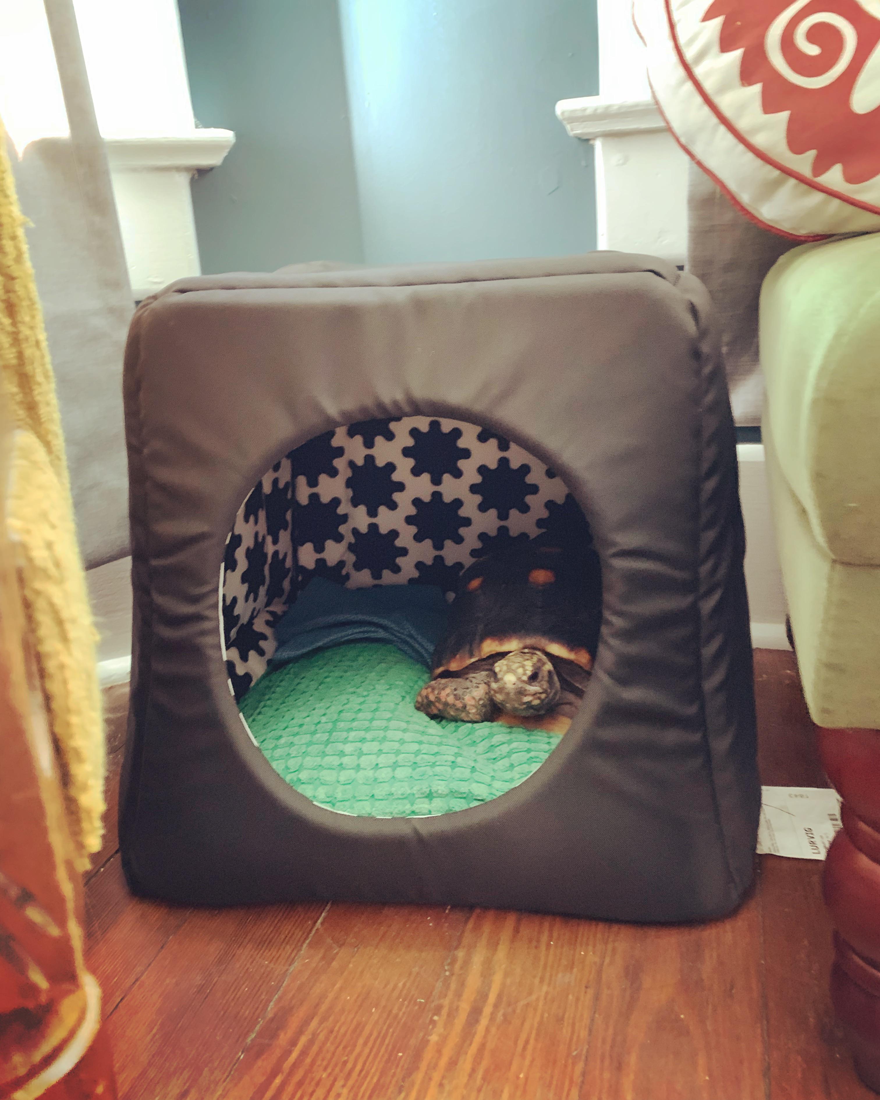 IKEA cat beds are perfect for spoiling your tortoise babies r/tortoise