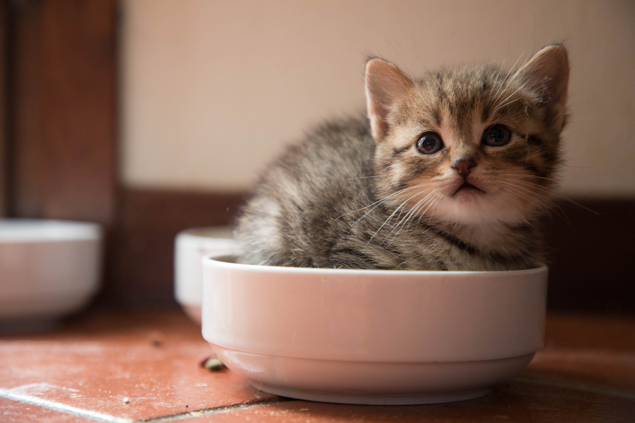 Cat in a bowl r/aww