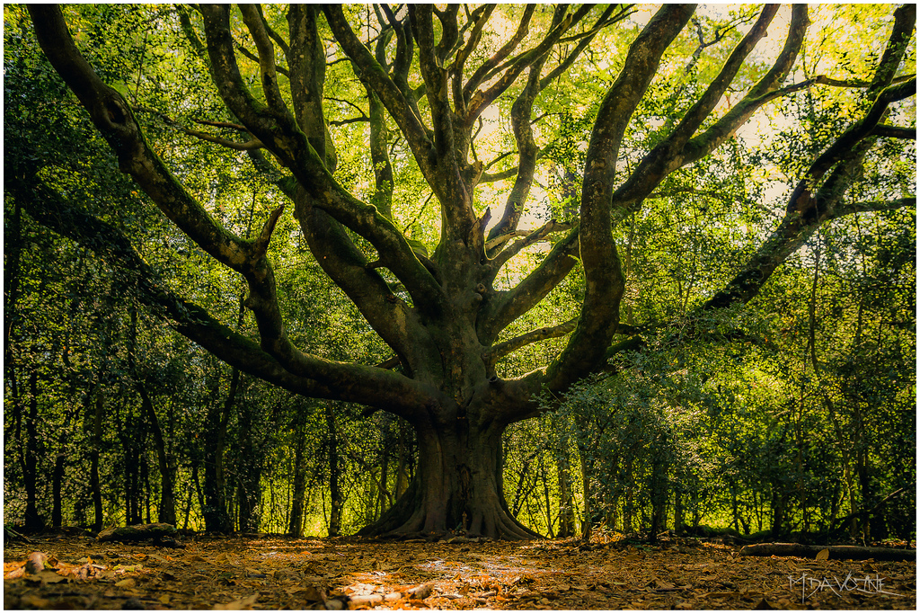 Le hêtre du voyageur, Brocéliande france