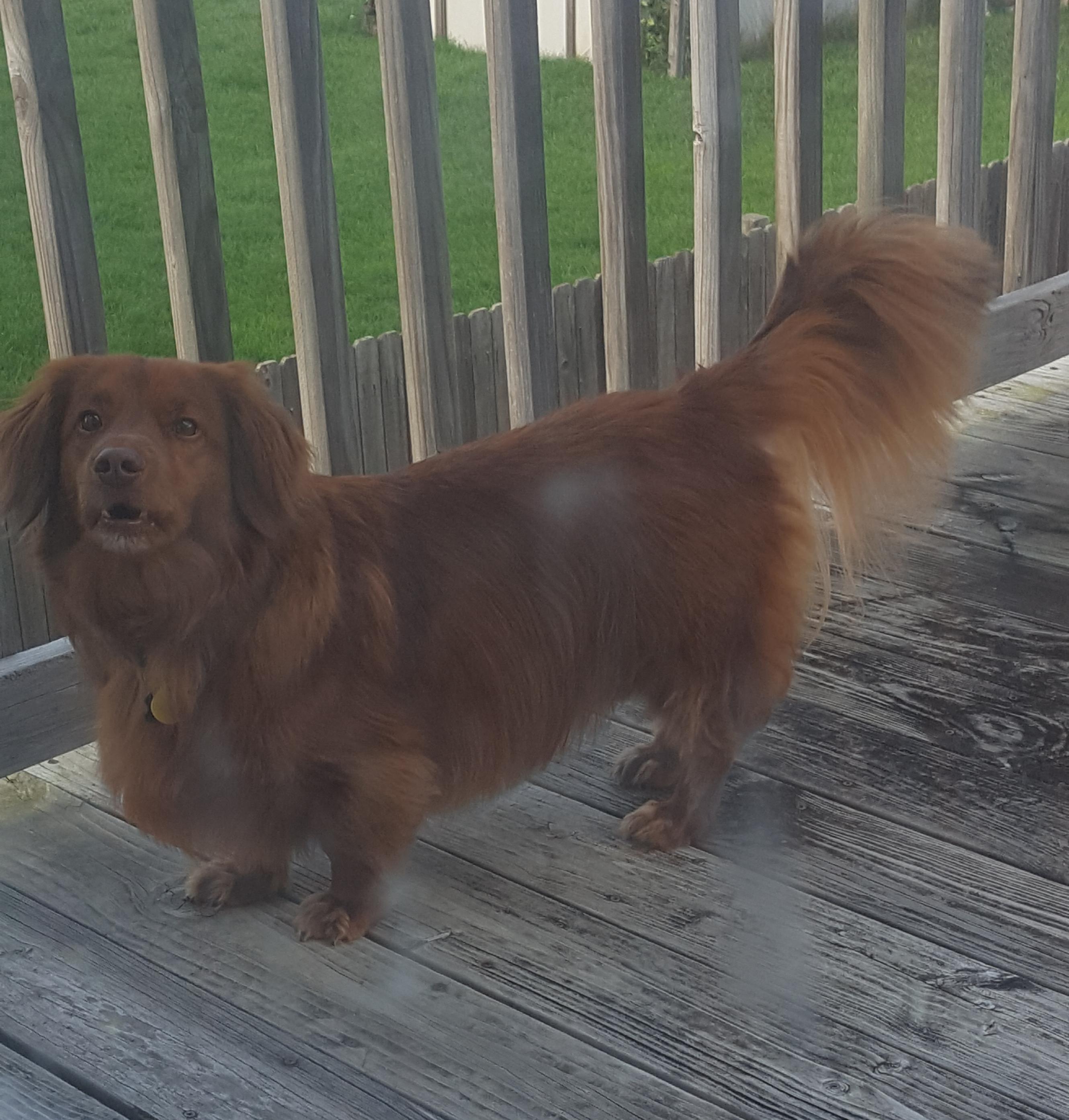 One my DoxieGolden Retriever Mix enters "douche mode" there's no going