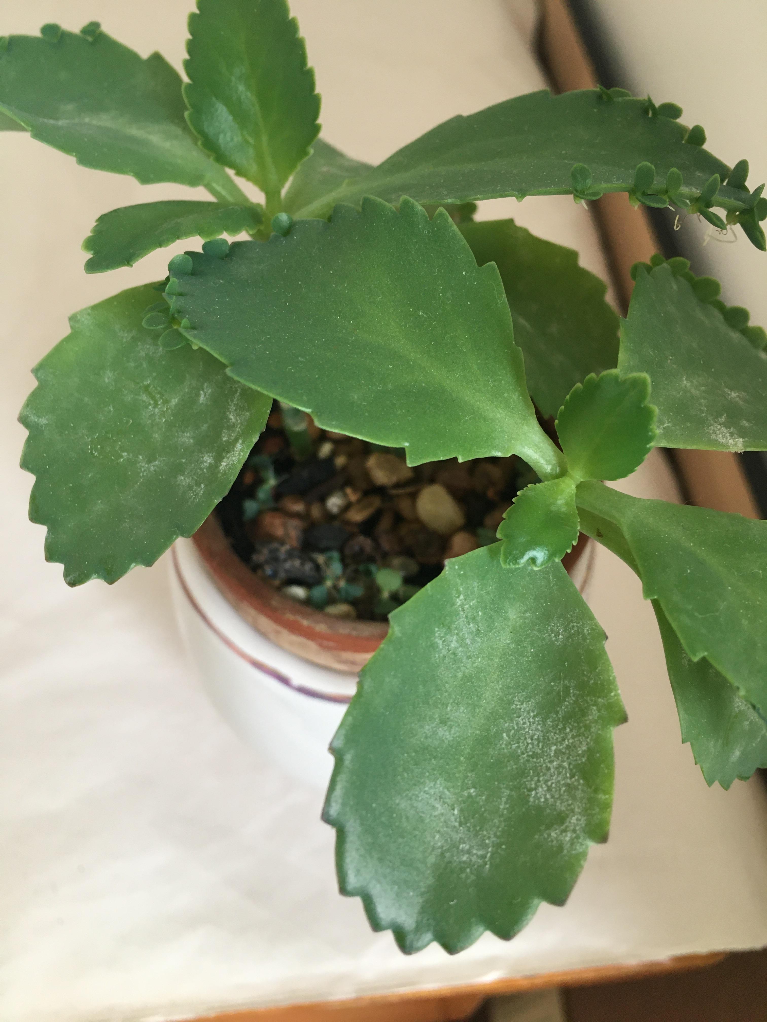 Is this powdery mildew? Just checking before I try the baking soda