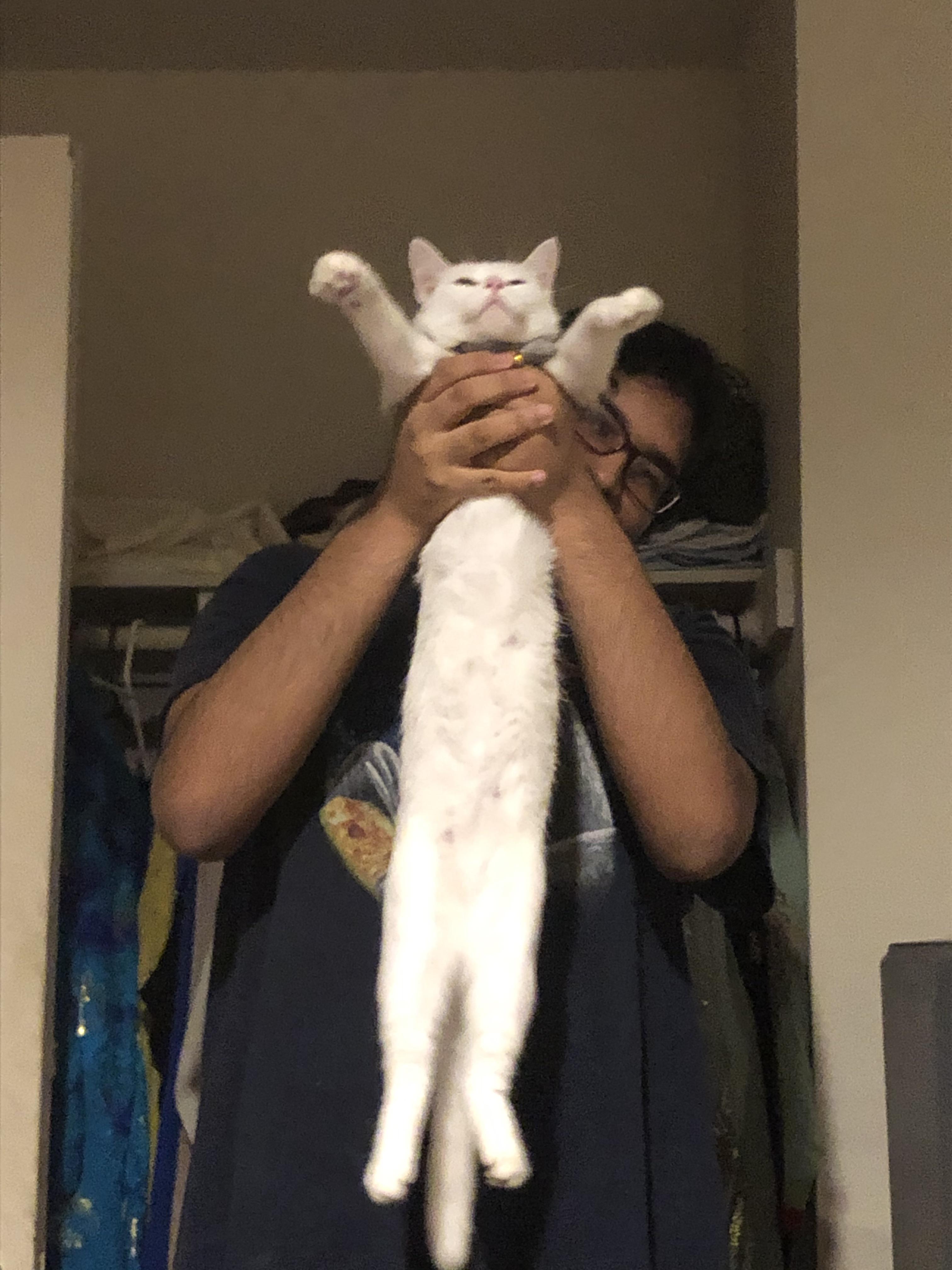 a single honest random thought of the oc above on Toyhouse