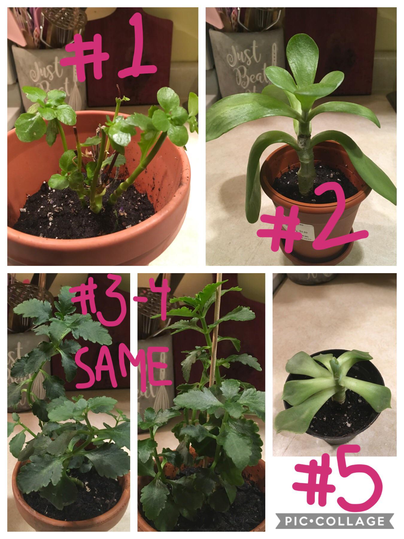 Gifted these plants, can anyone help me ID? r/whatsthisplant