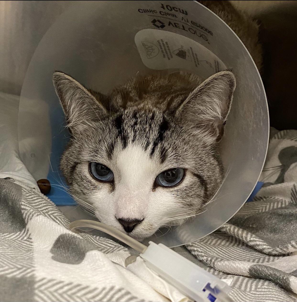 My cat had surgery and has to stay under watch for the next few days