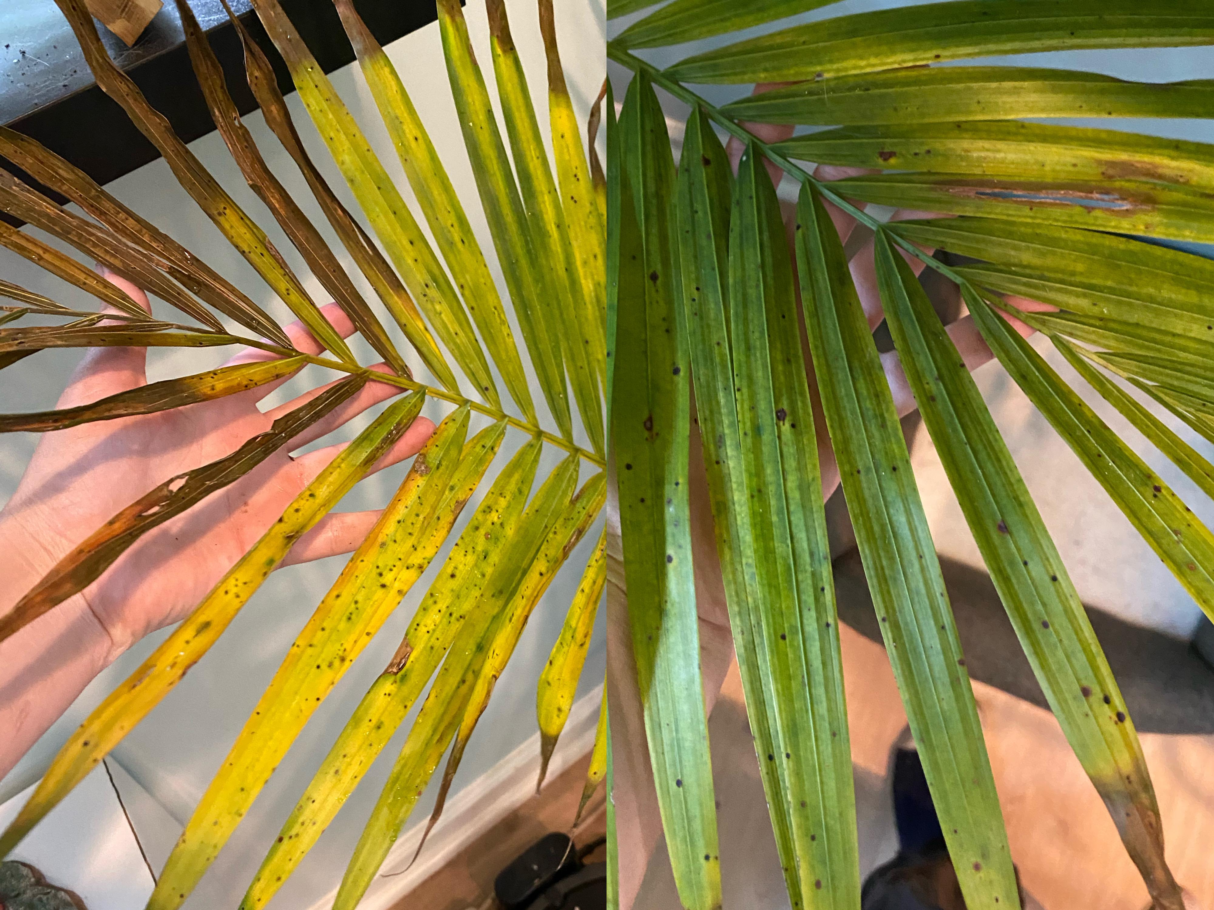 Two leaves on fan palm are yellowing, brown spots and tips. Info in