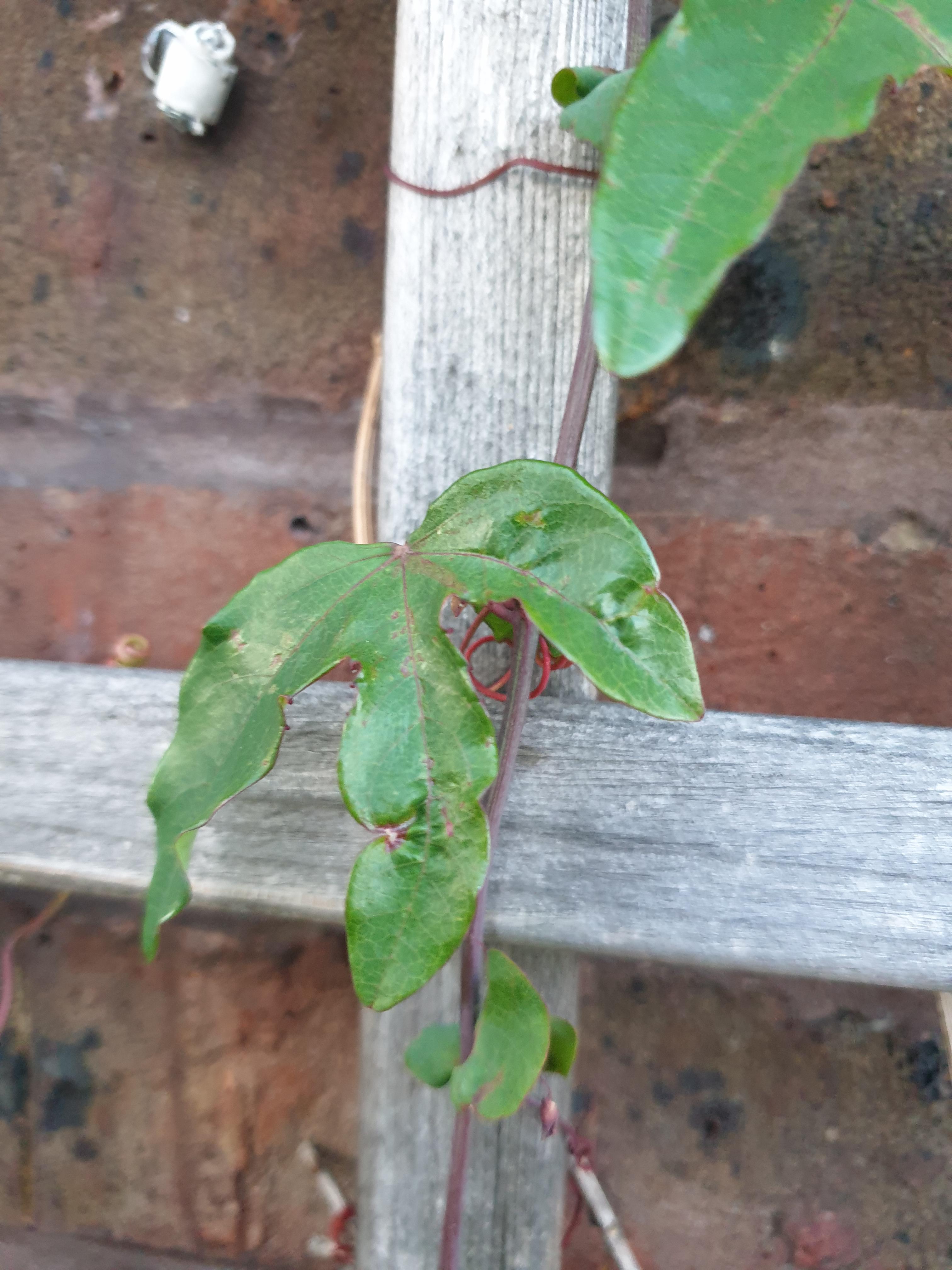 Does anyone know why this keeps happening to my passion flower leaves