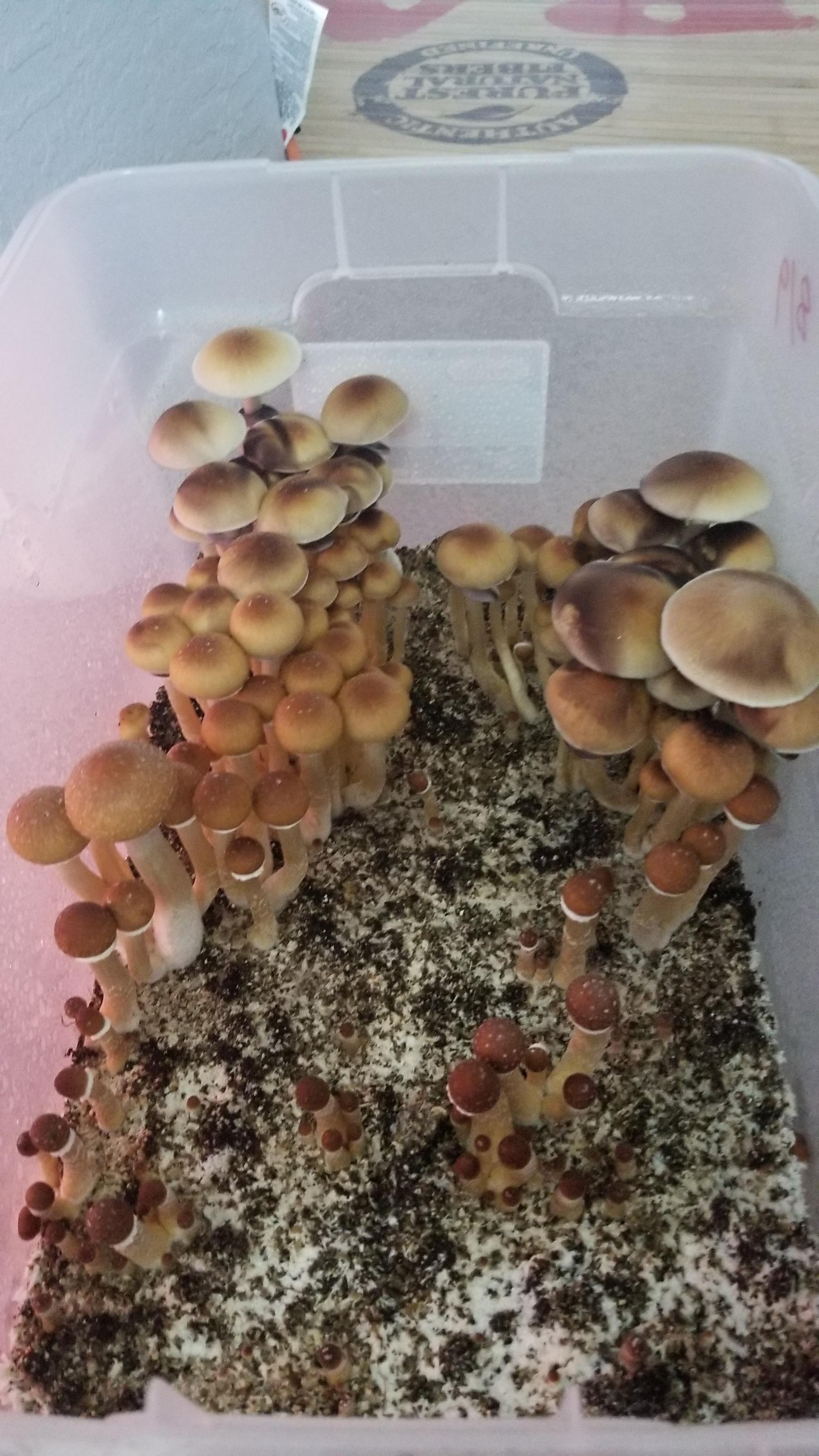 My first tub r/shrooms