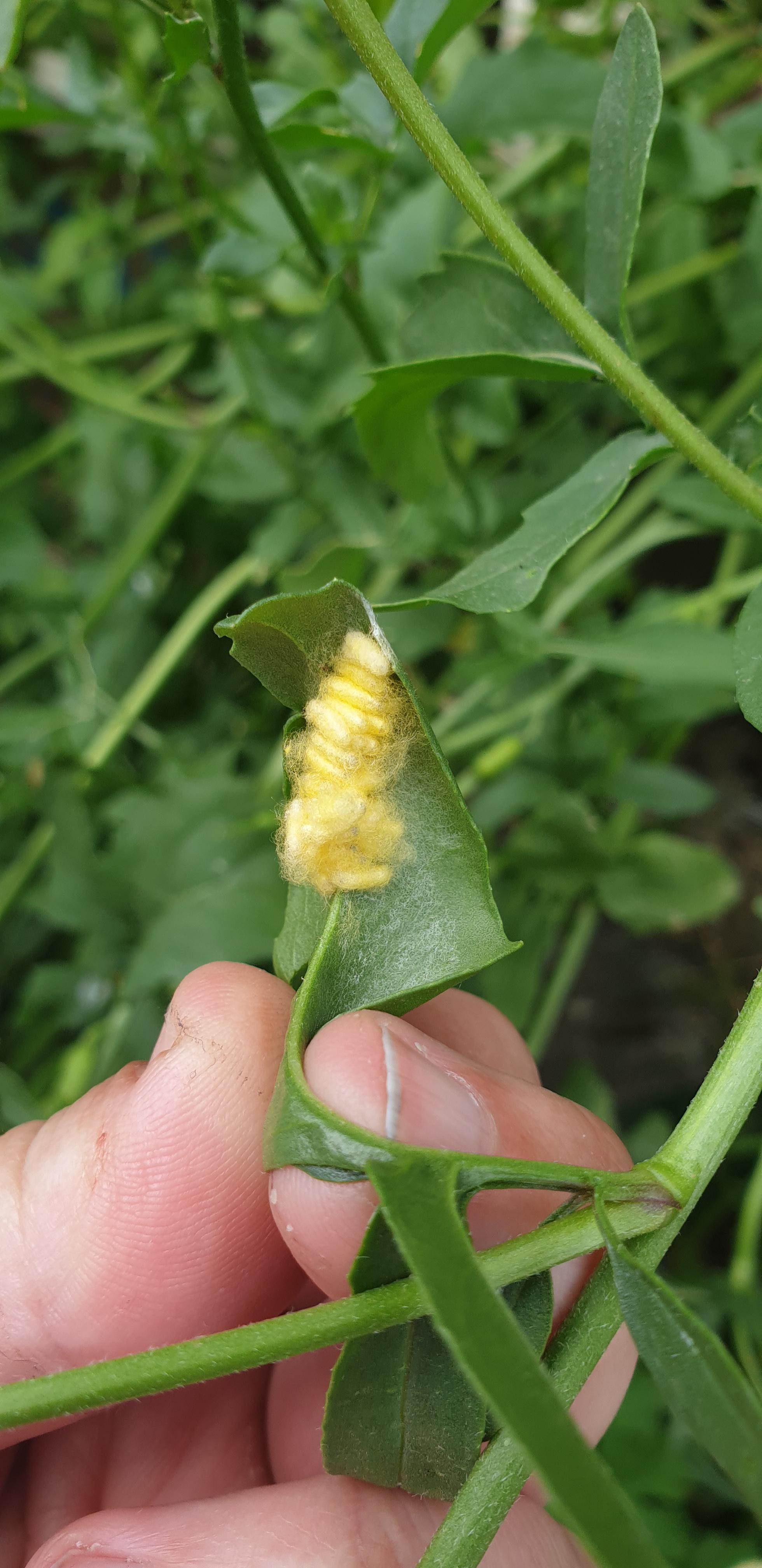 Insect egg identification? Melbourne, Australia. Permaculture