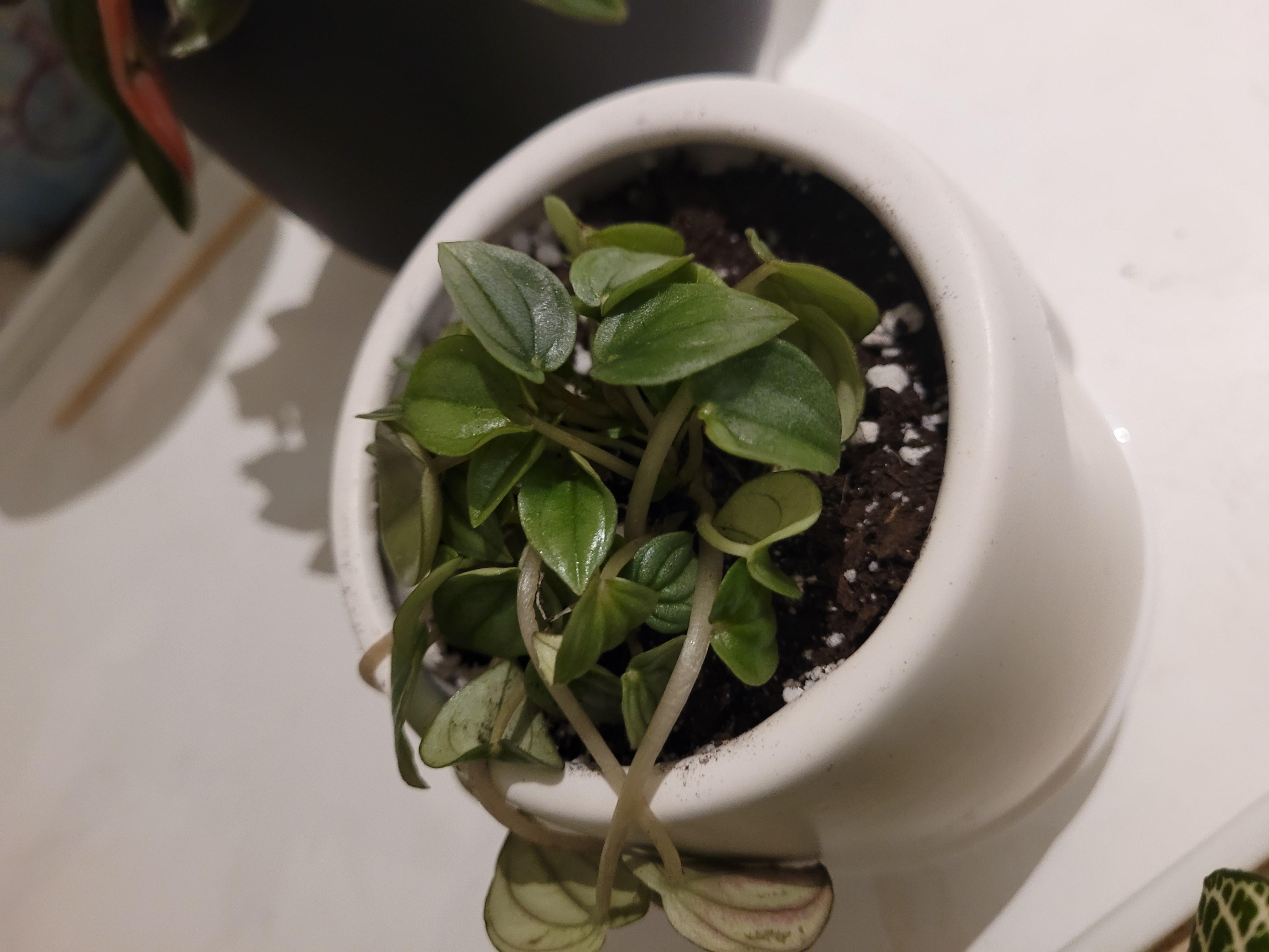 165 best r/peperomia images on Pholder Hi ! I have this peperomia on her nursery pot with