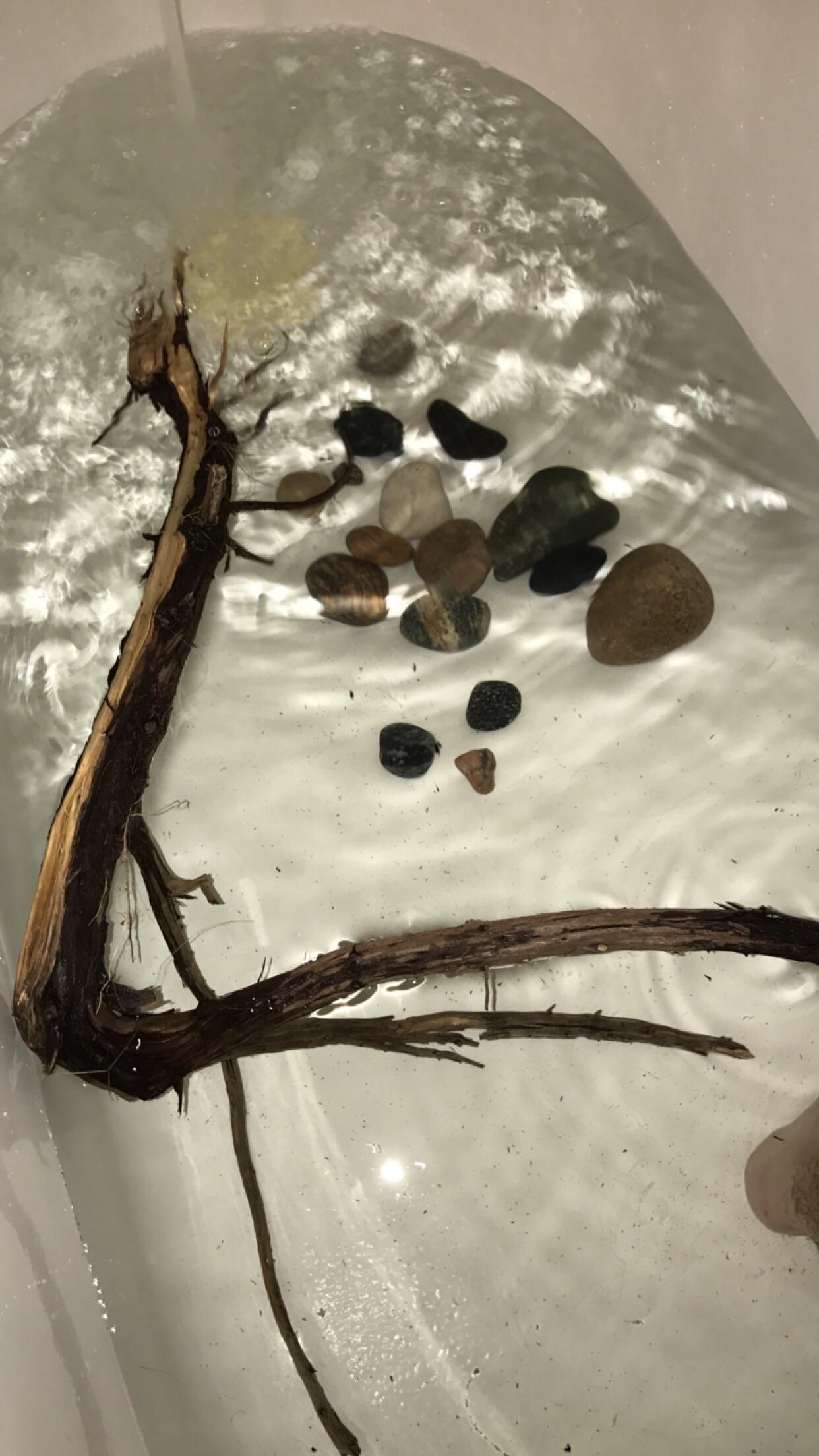 Can I put this stick I found on lake Michigan in my tank? r/Aquariums
