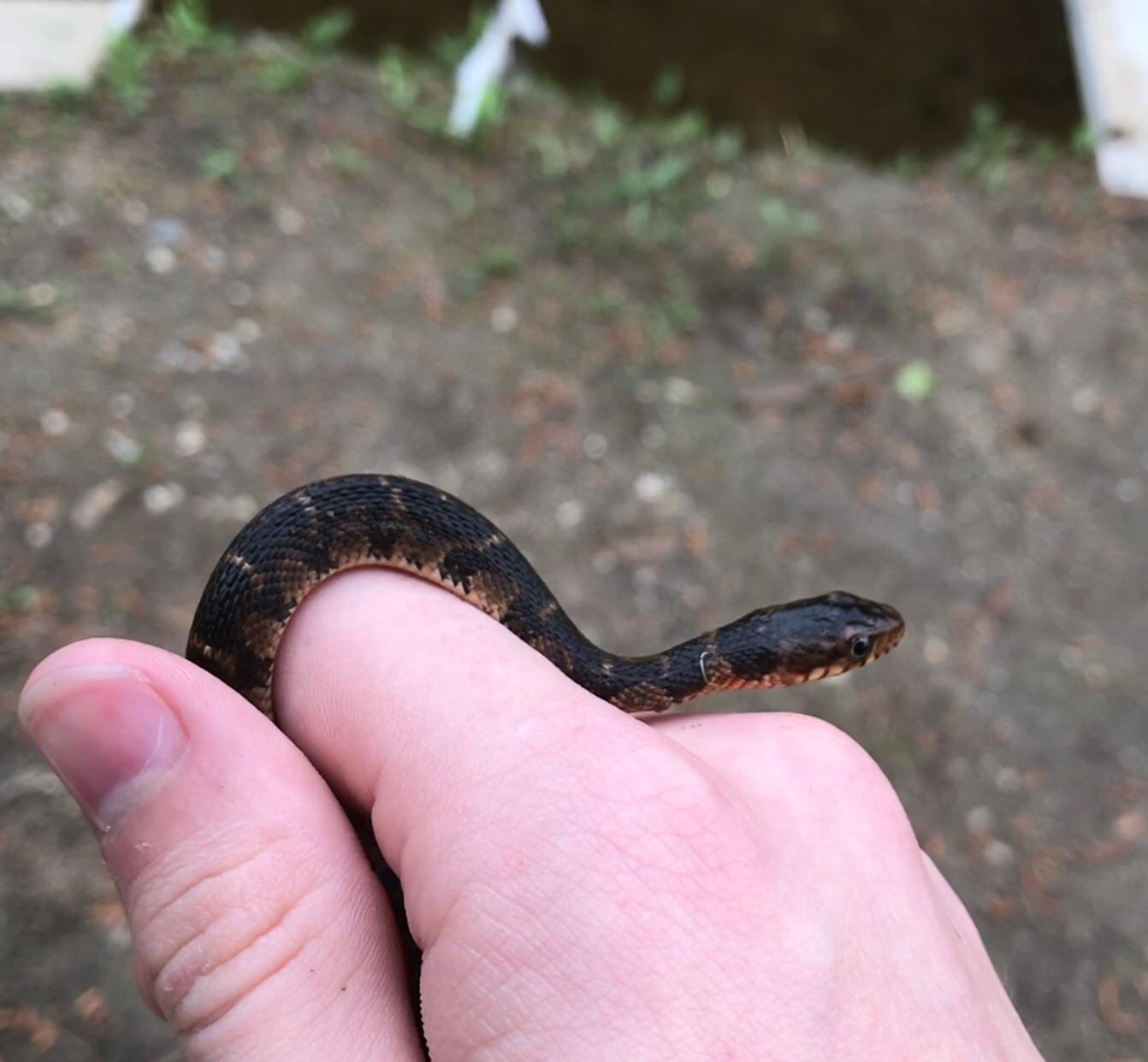 What kind of water snake is this? r/herpetology