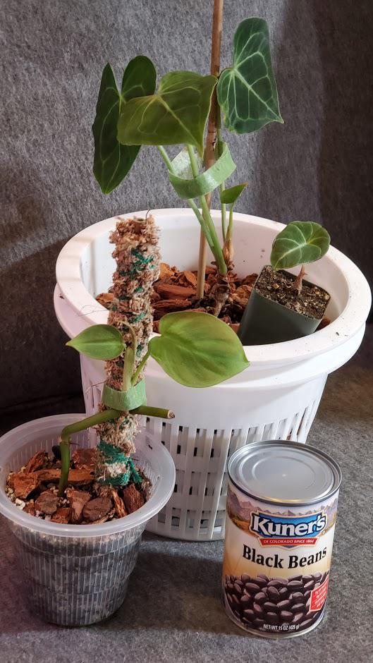 Willing to trade all 3 of these babies for ISO Philo Majestic or El Choco Red