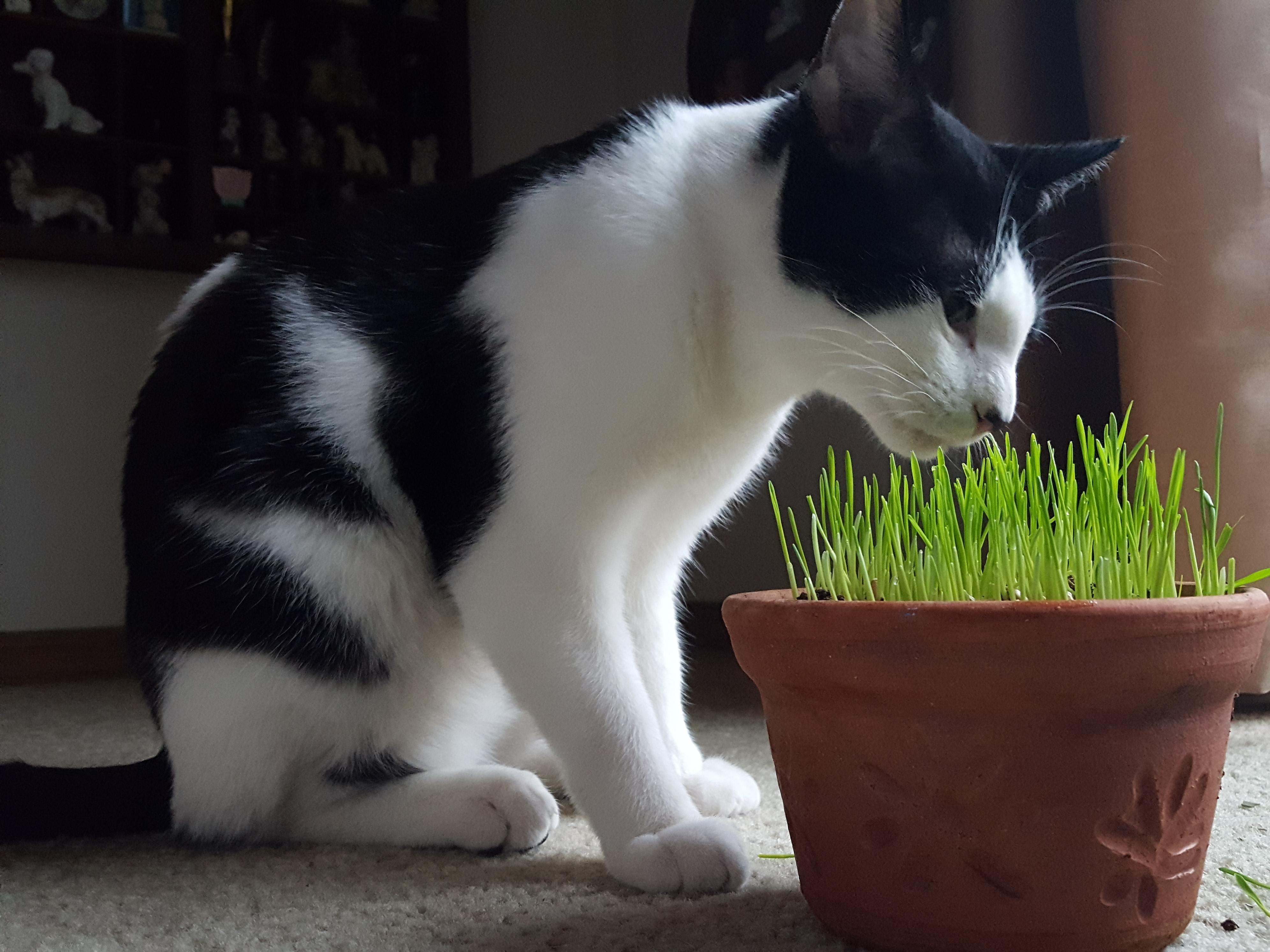 Cat Watches Over His Mini World r/pics