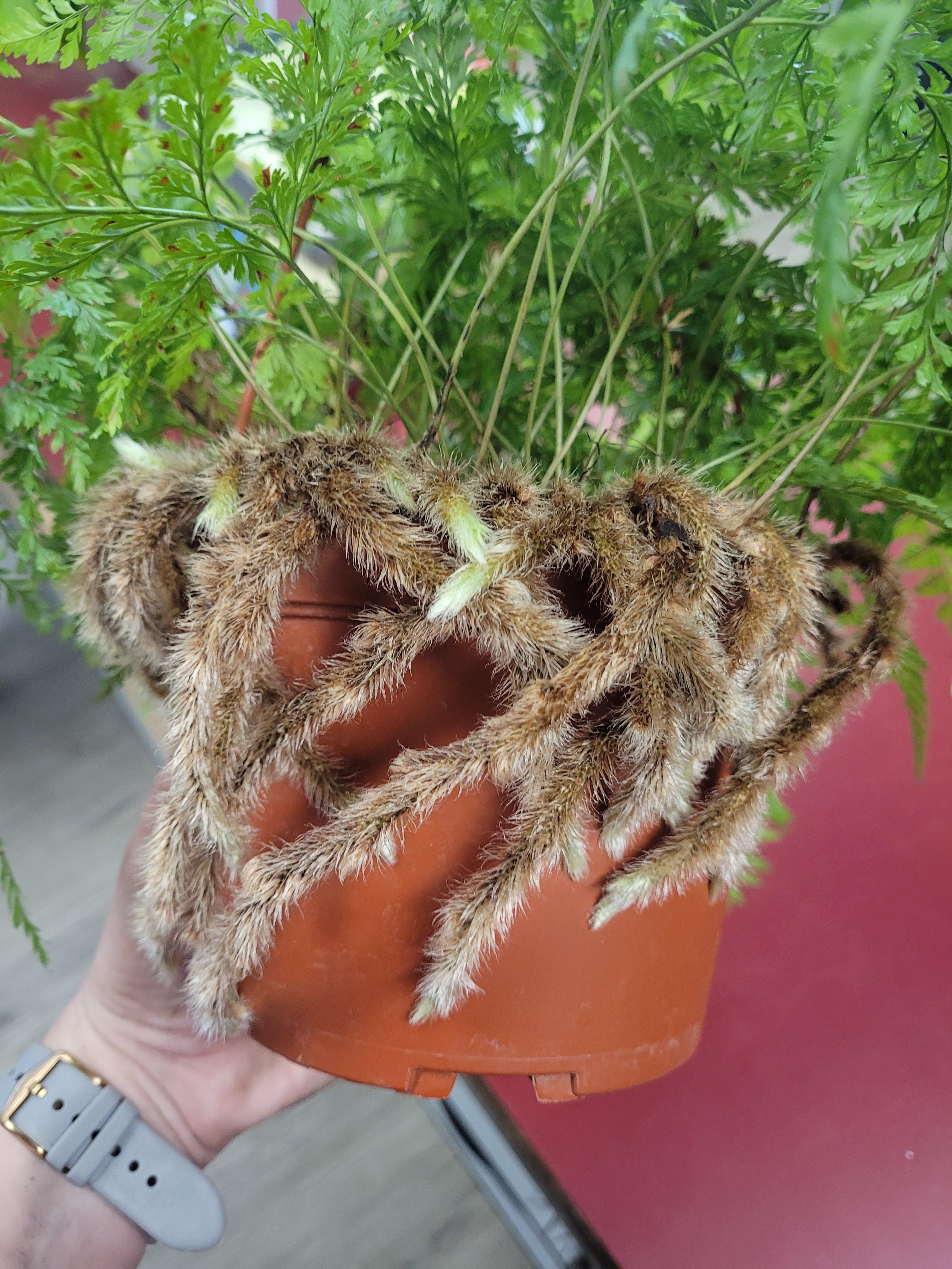 Are Rabbits Foot Fern Safe For Dogs