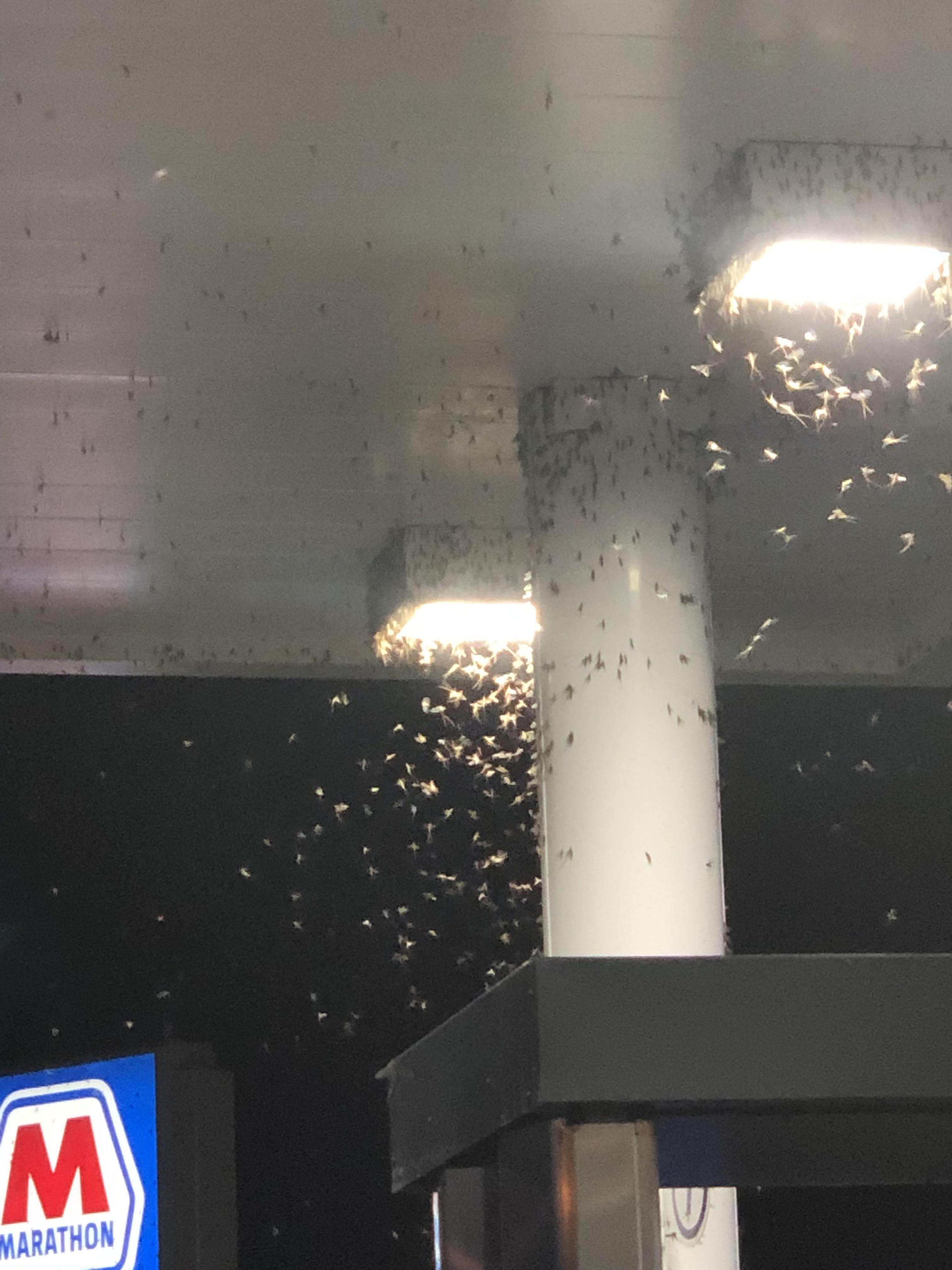 This swarm of bugs in Kentucky. There were millions of these under