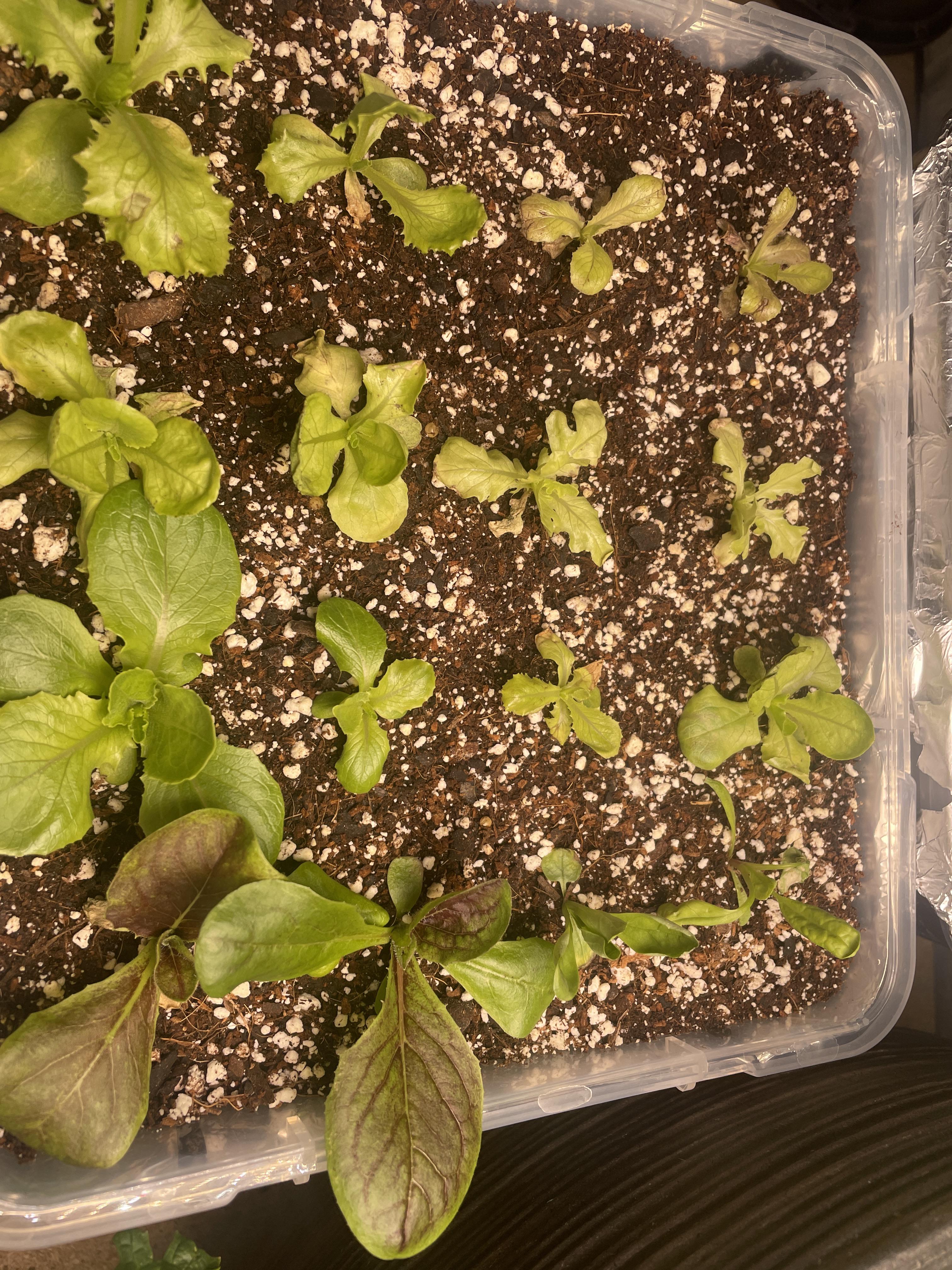 Necrosis/wilting? Never had any issues growing lettuce until this round