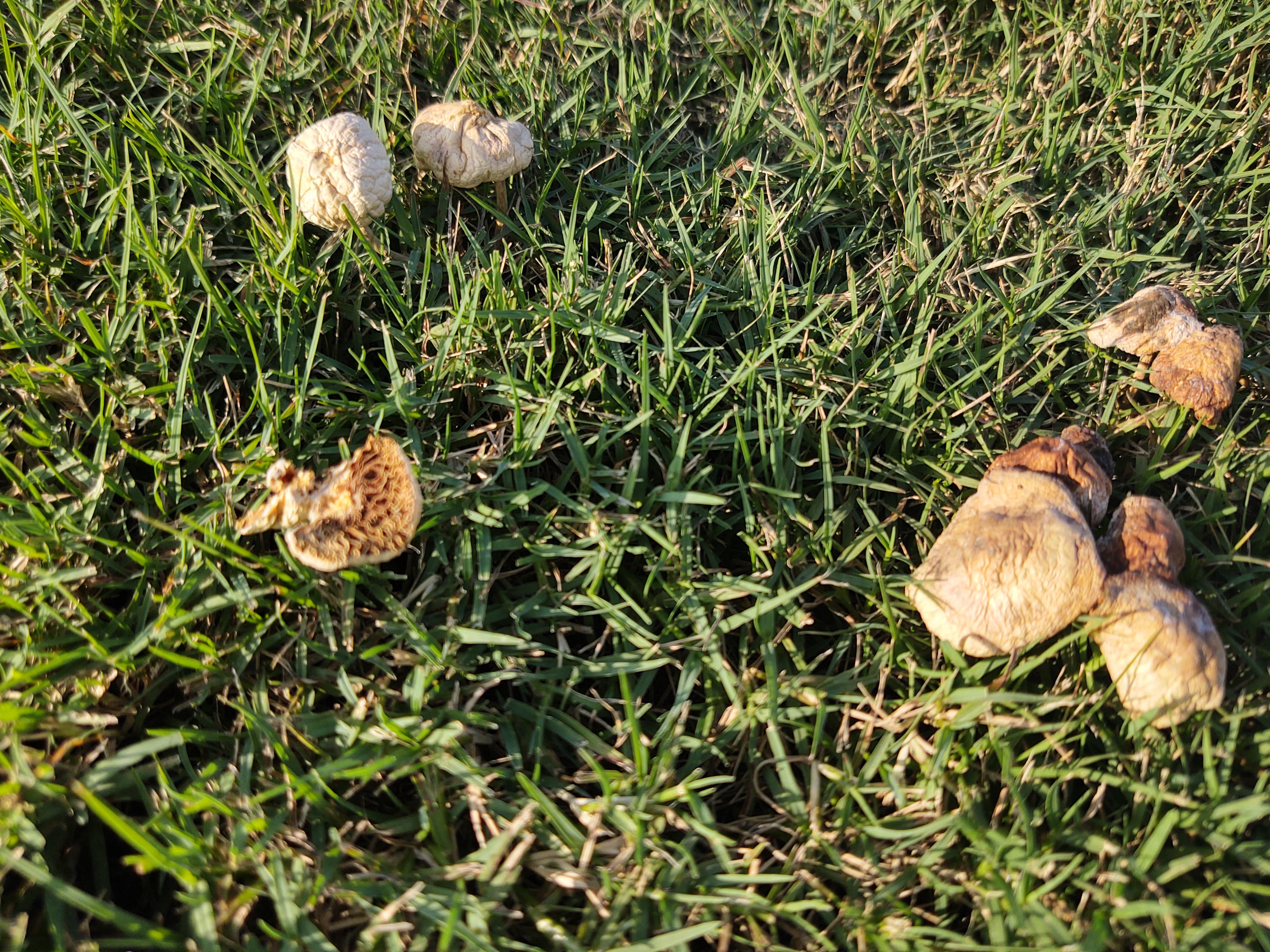What are these small mushrooms in our new sod? r/mycology