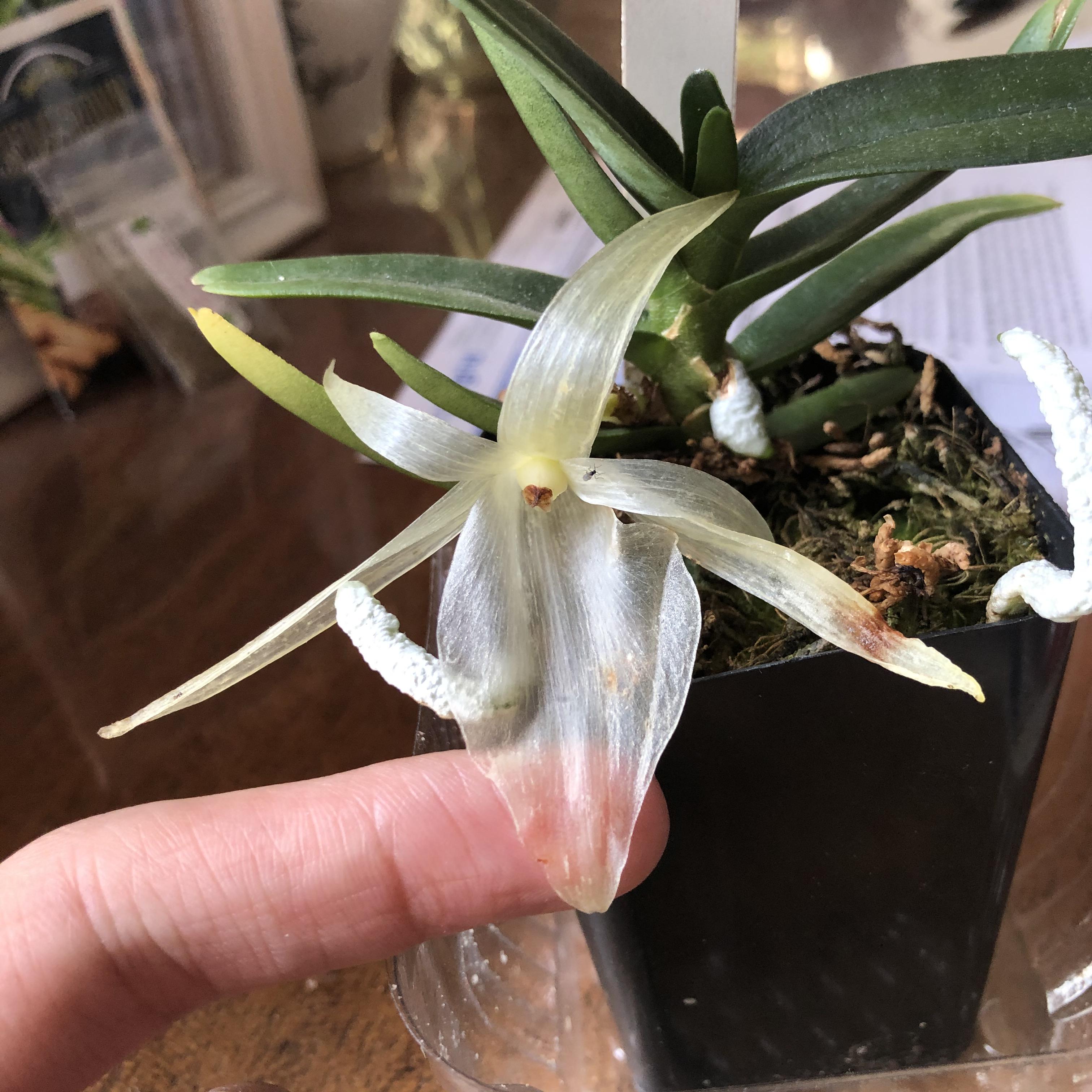 My A. dideri turned transparent over night? Is this normal for the