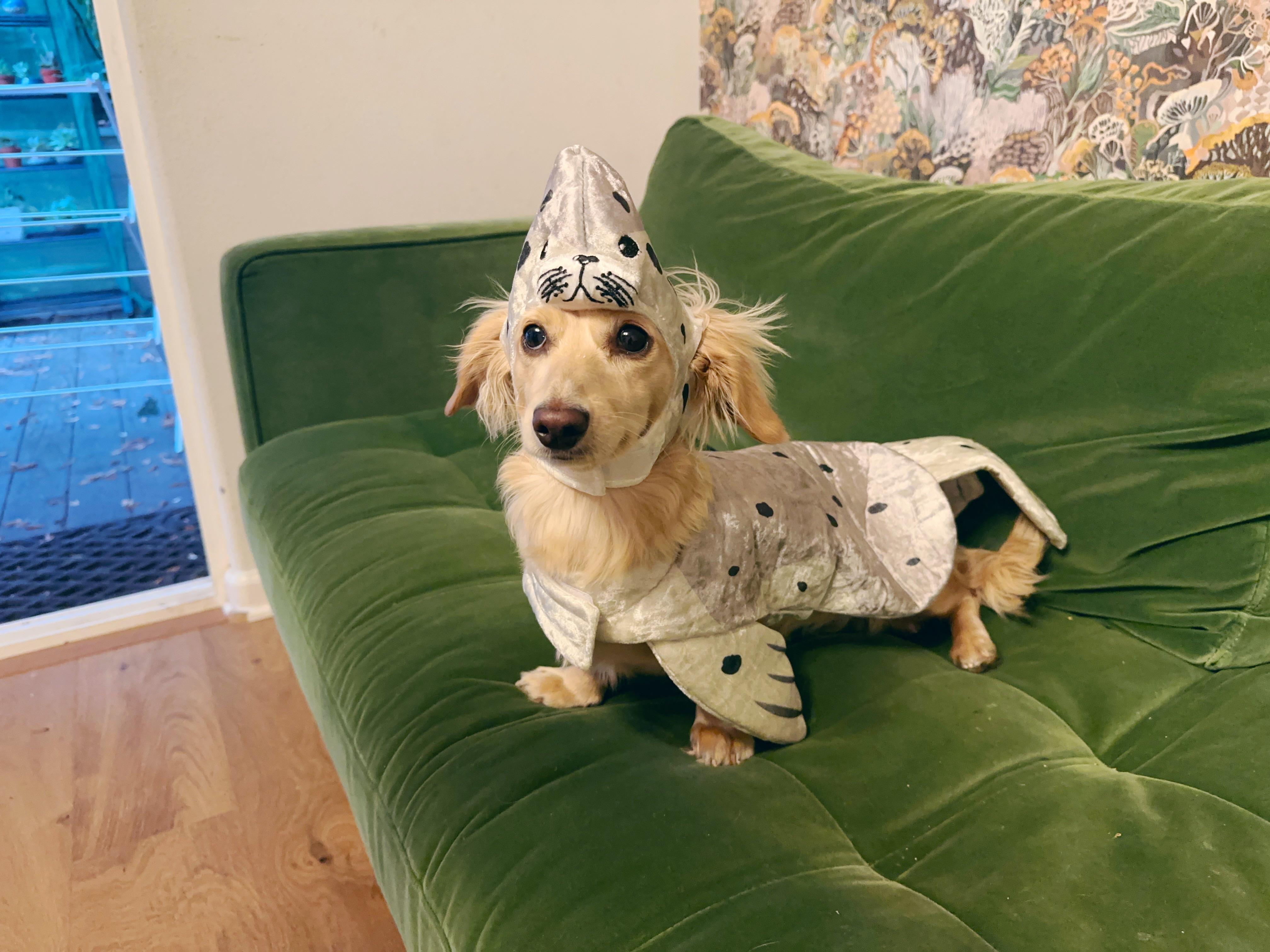 Should I get a dog for my dog? r/Dachshund