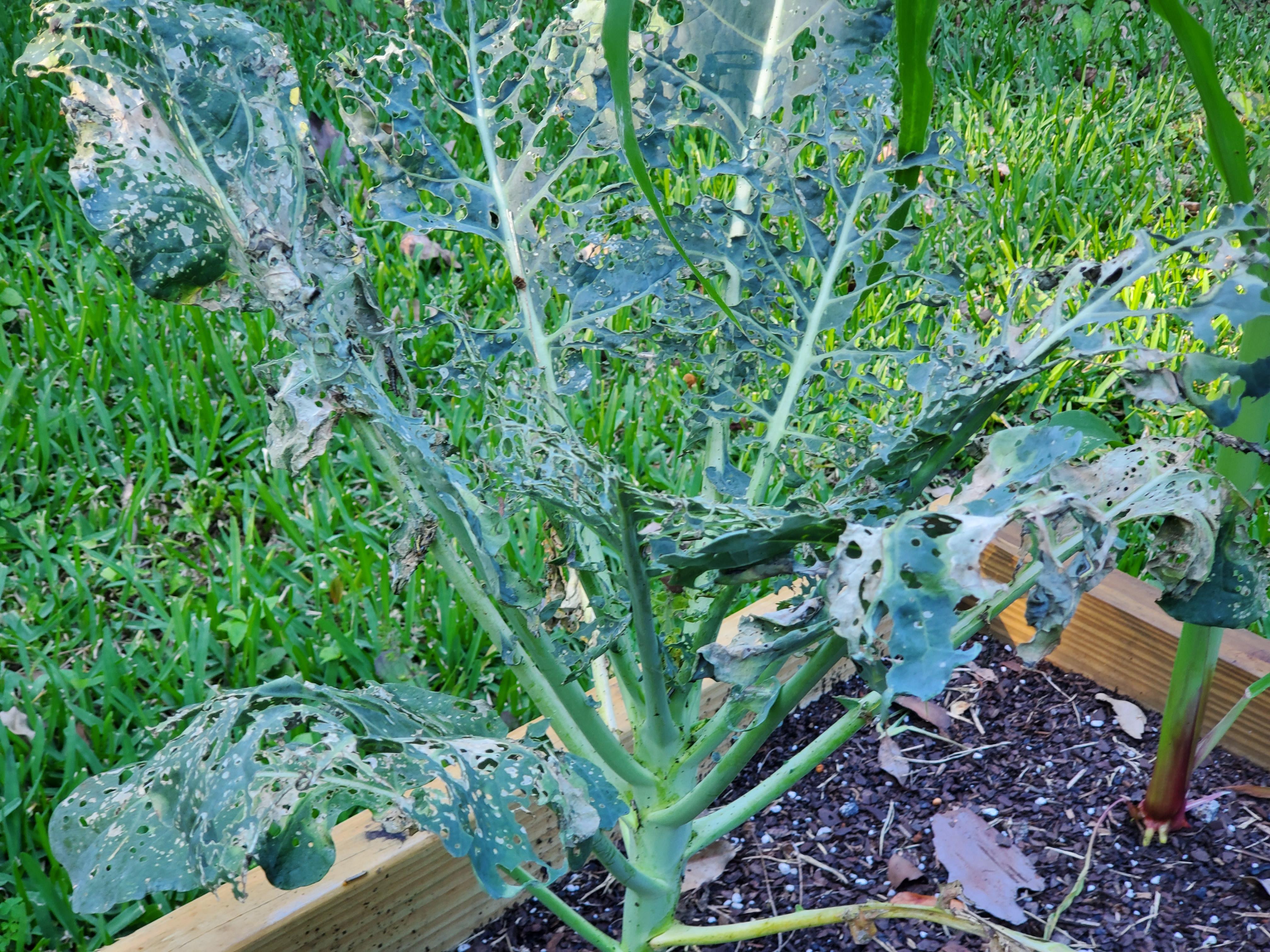 Help me figure out what eating my broccoli and cauliflower plants r/gardening
