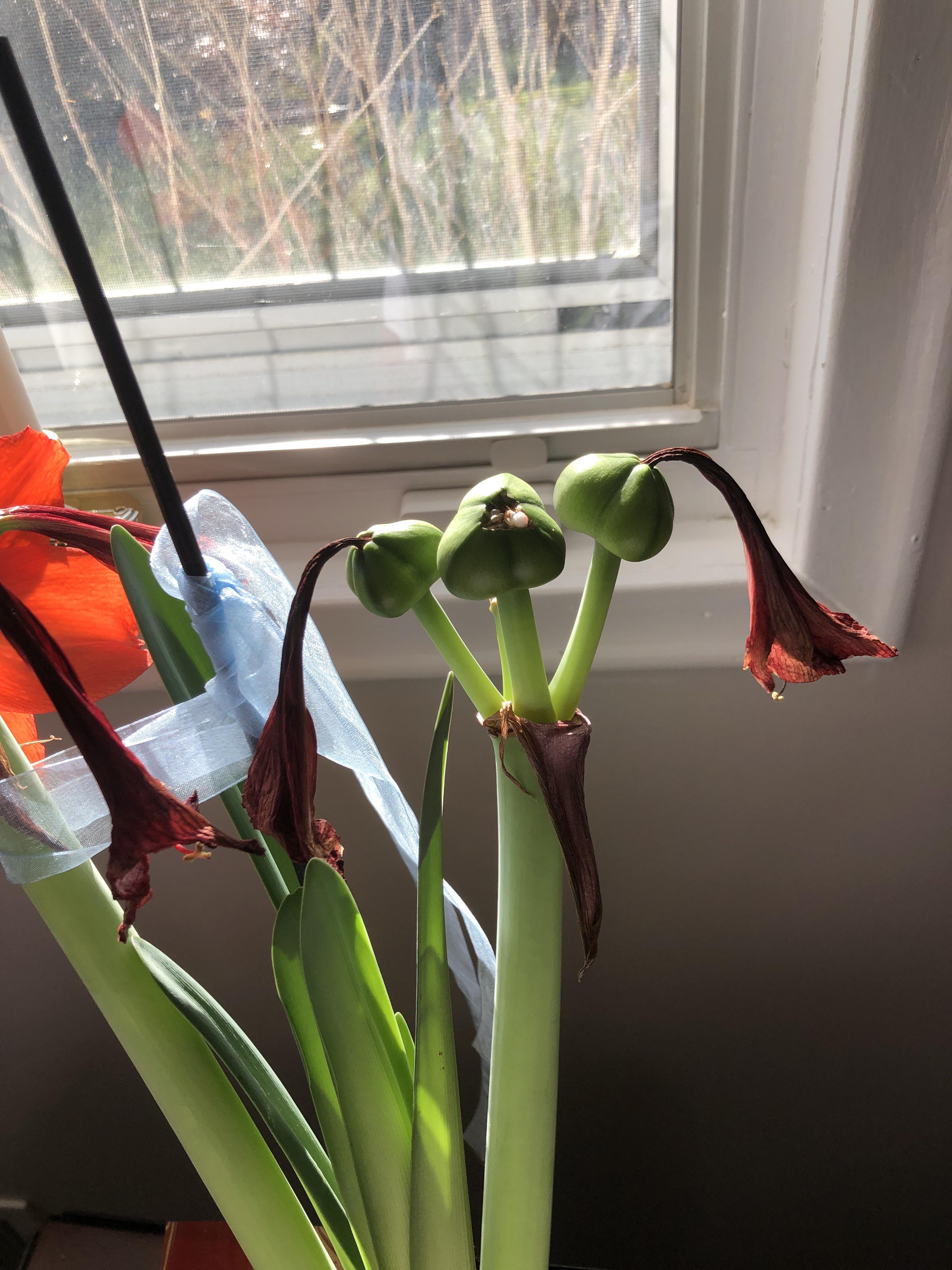 When should I take the seeds from my amaryllis? r/plants