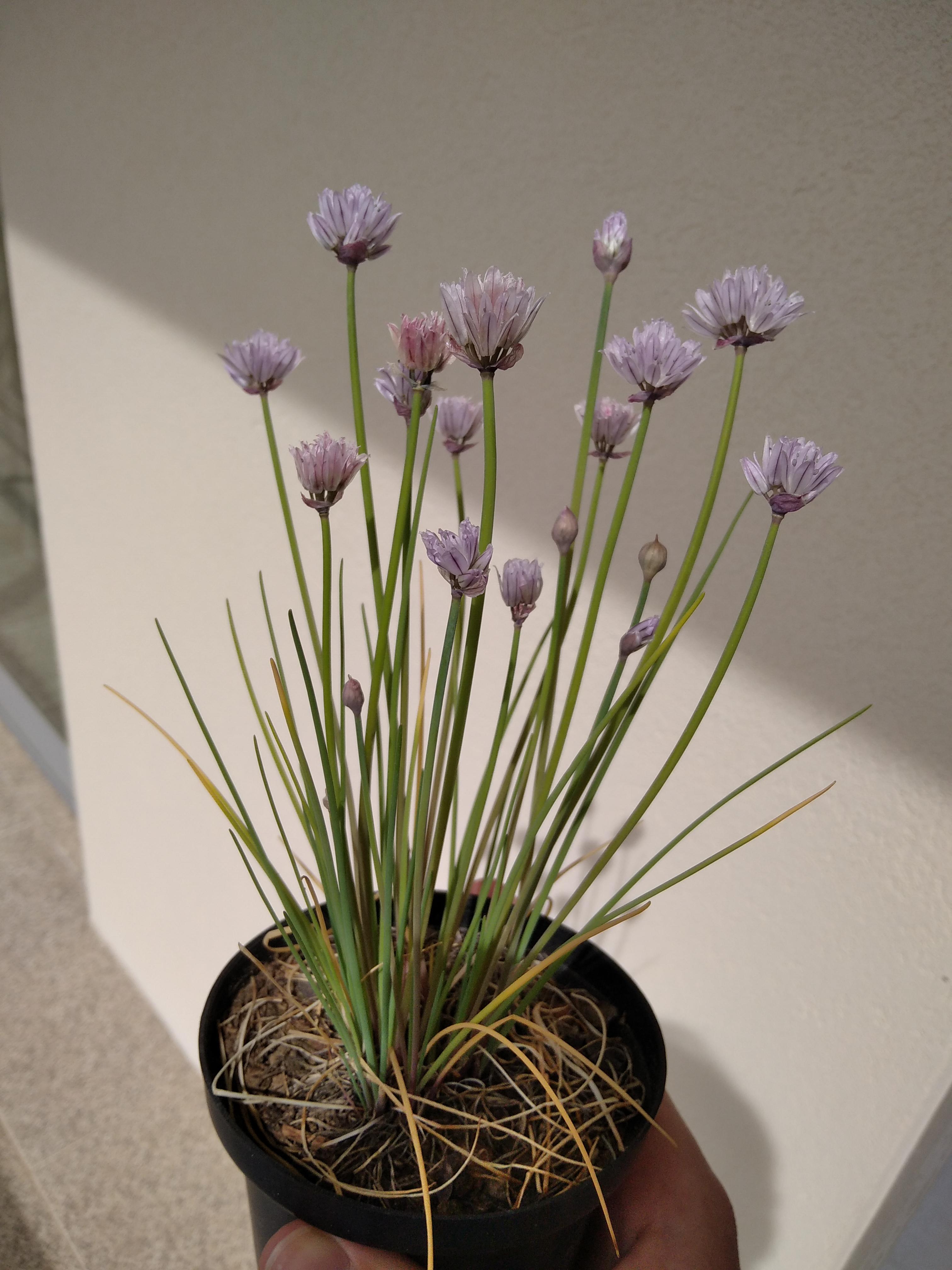 My flowering chives ^ ^ r/gardening