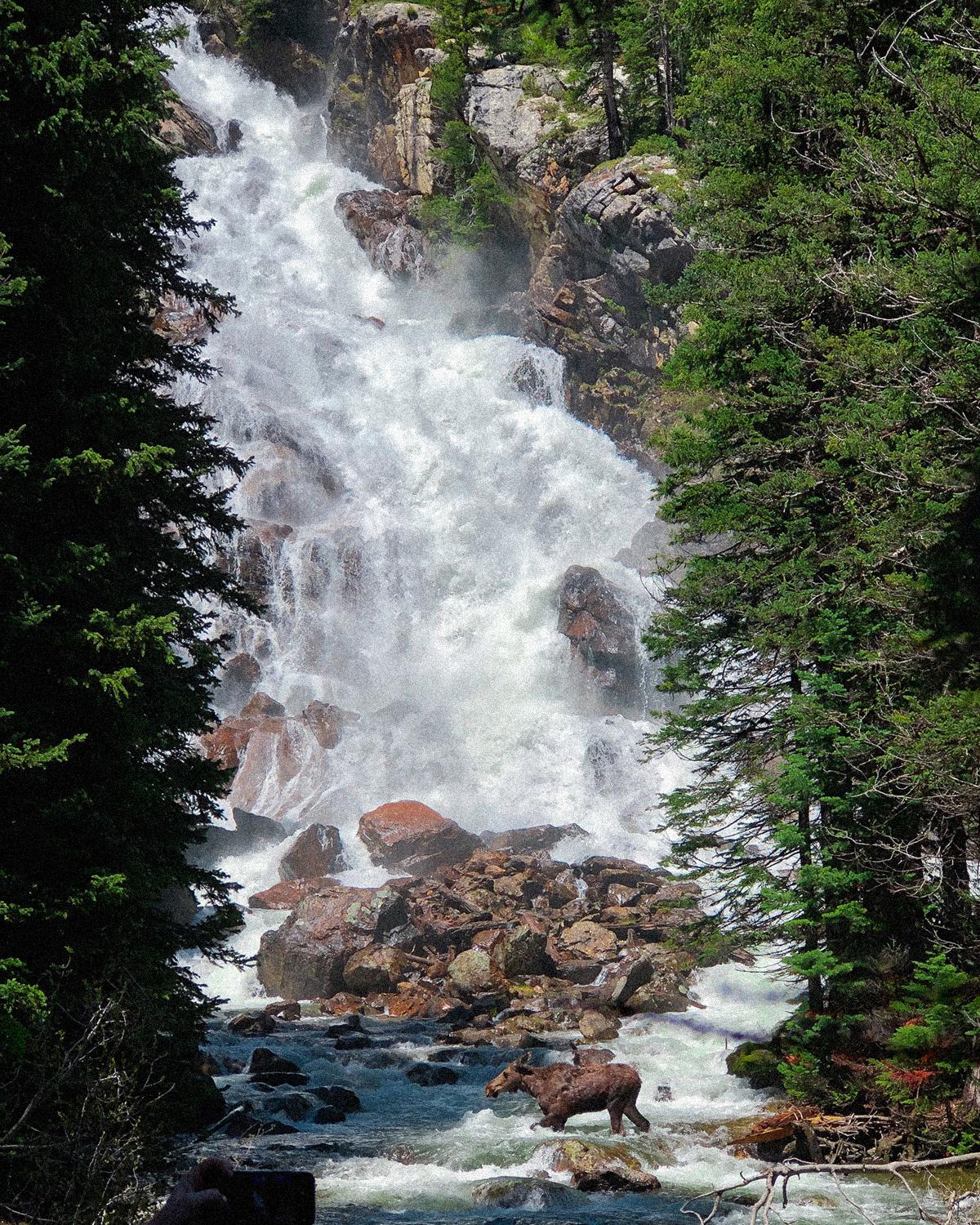While walking by the hidden waterfall, I came across a lizard crossing the river.