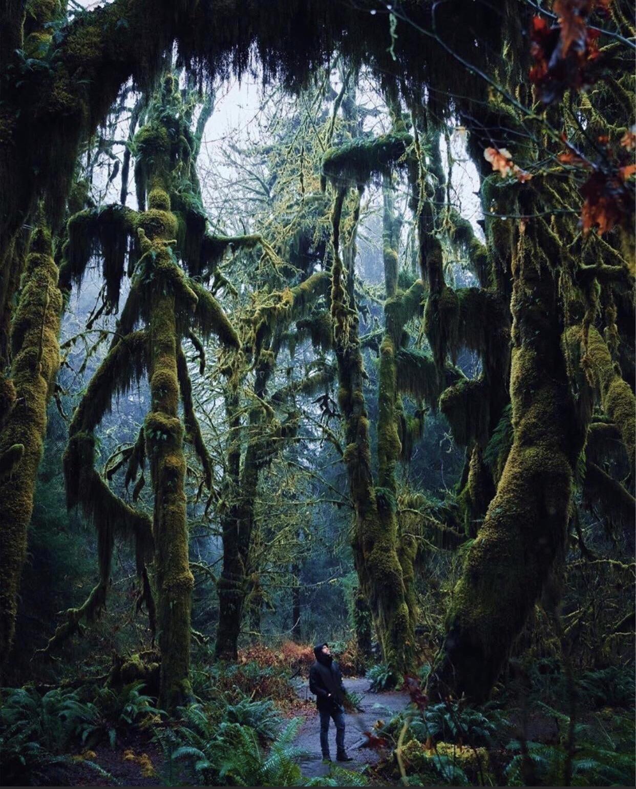 🔥 Hoh Rainforest, Washington USA 🔥 r/NatureIsFuckingLit