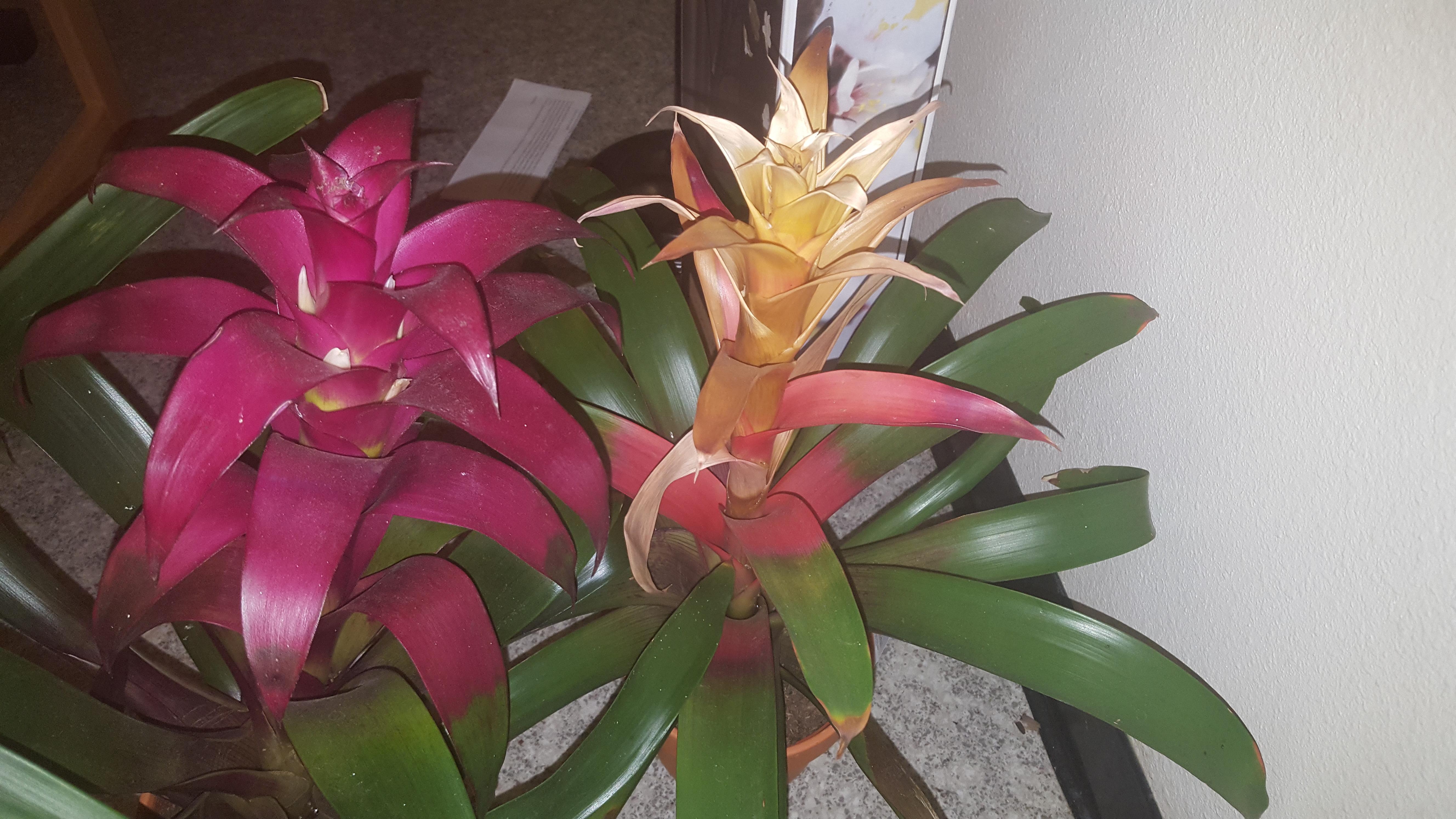 is this drying out normal? r/bromeliad