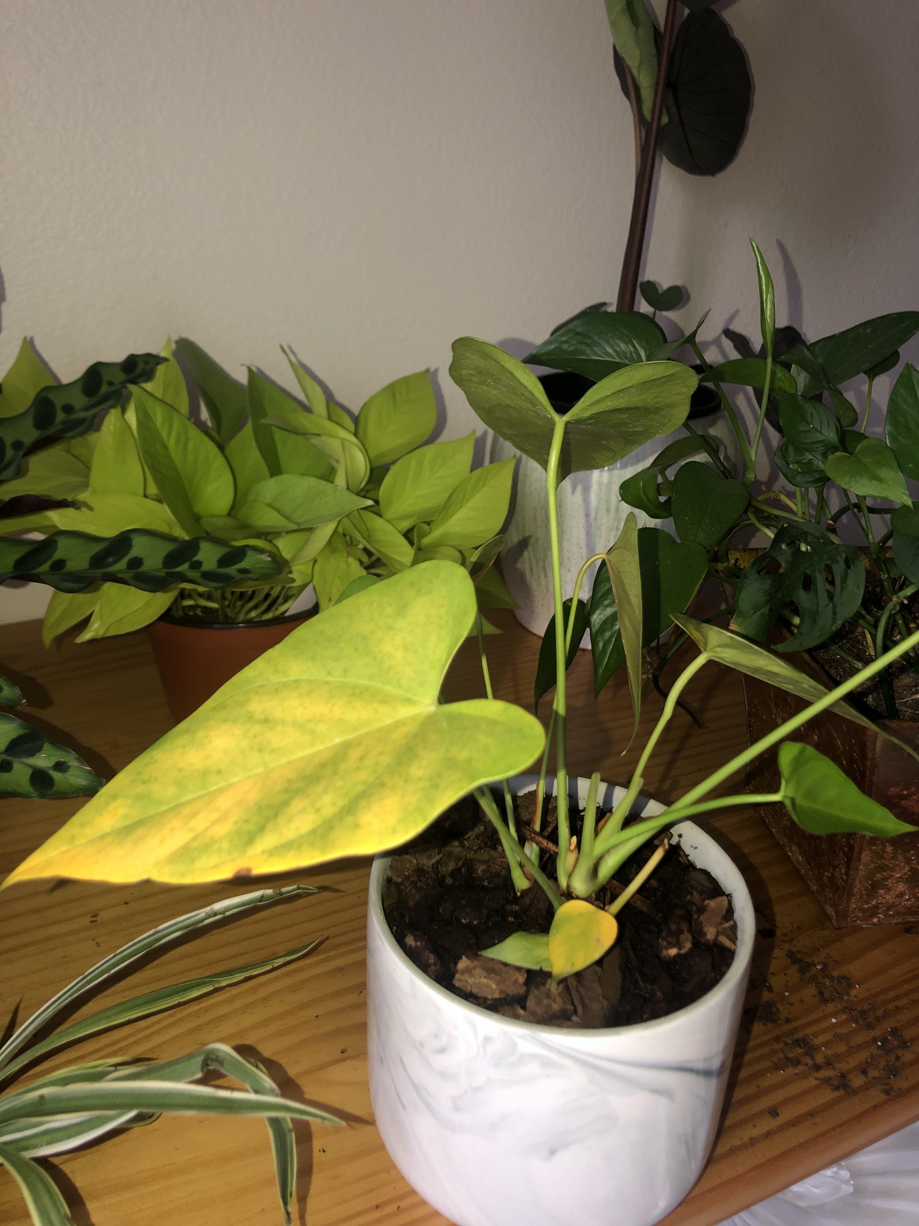 Why is my anthurium suddenly dying?! 😭😭😭😭 I had to clip the flower off
