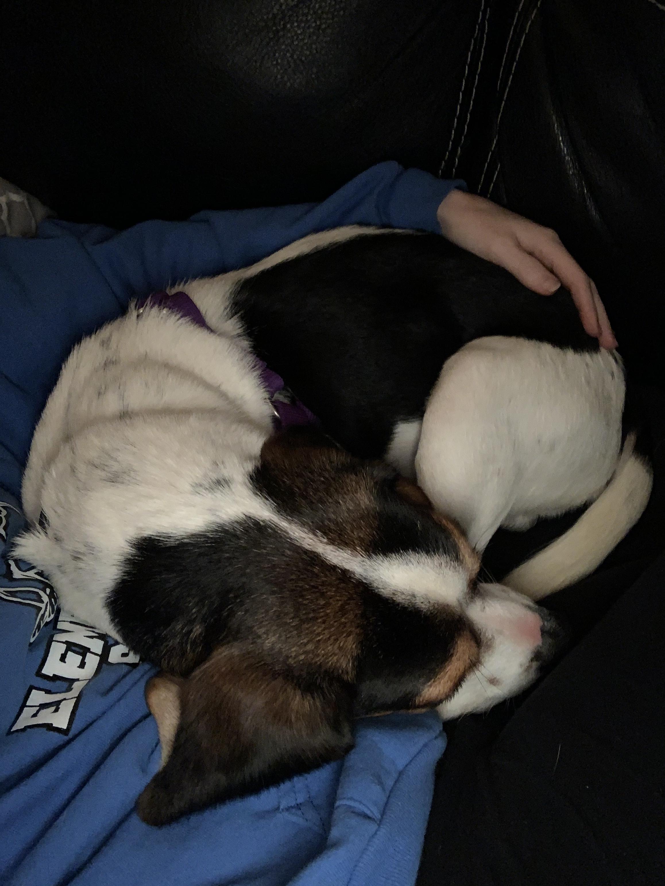 Beagle Bagels are the best! r/beagle