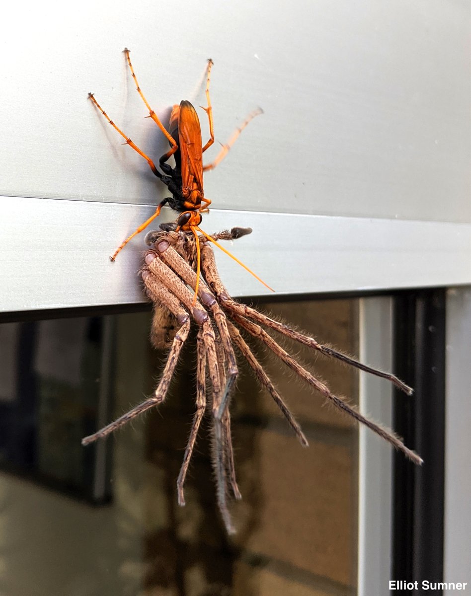 A tarantula hawk spider wasp dragging a giant huntsman spider to its
