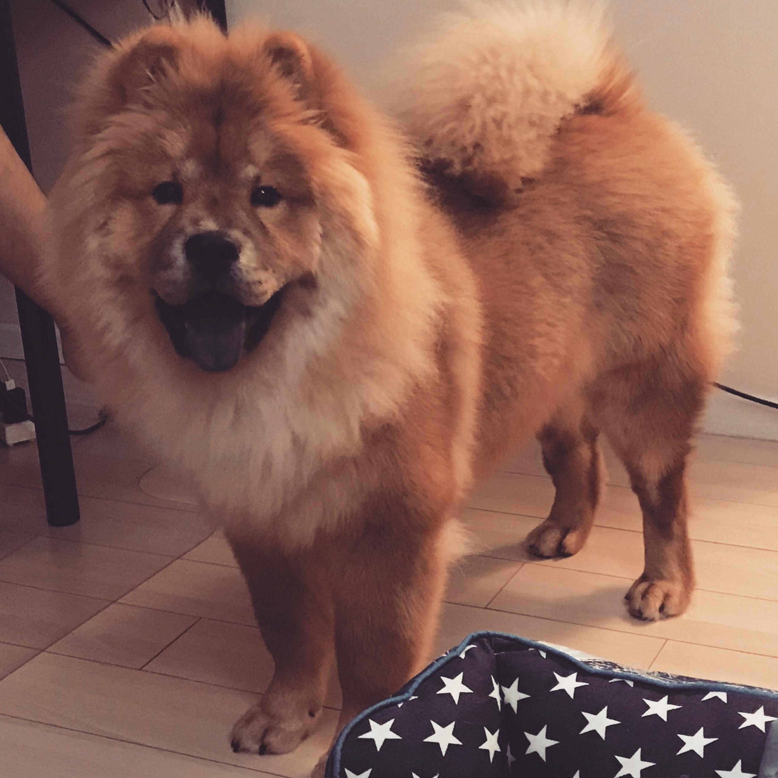 How do you groom your chow to make him/her look extra fluffy? r/chowchow