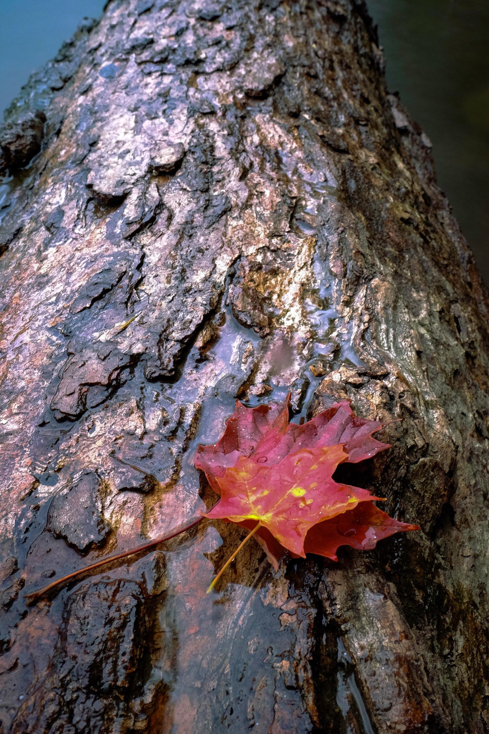 The start of leaves changing at Lake Willoughby r/vermont