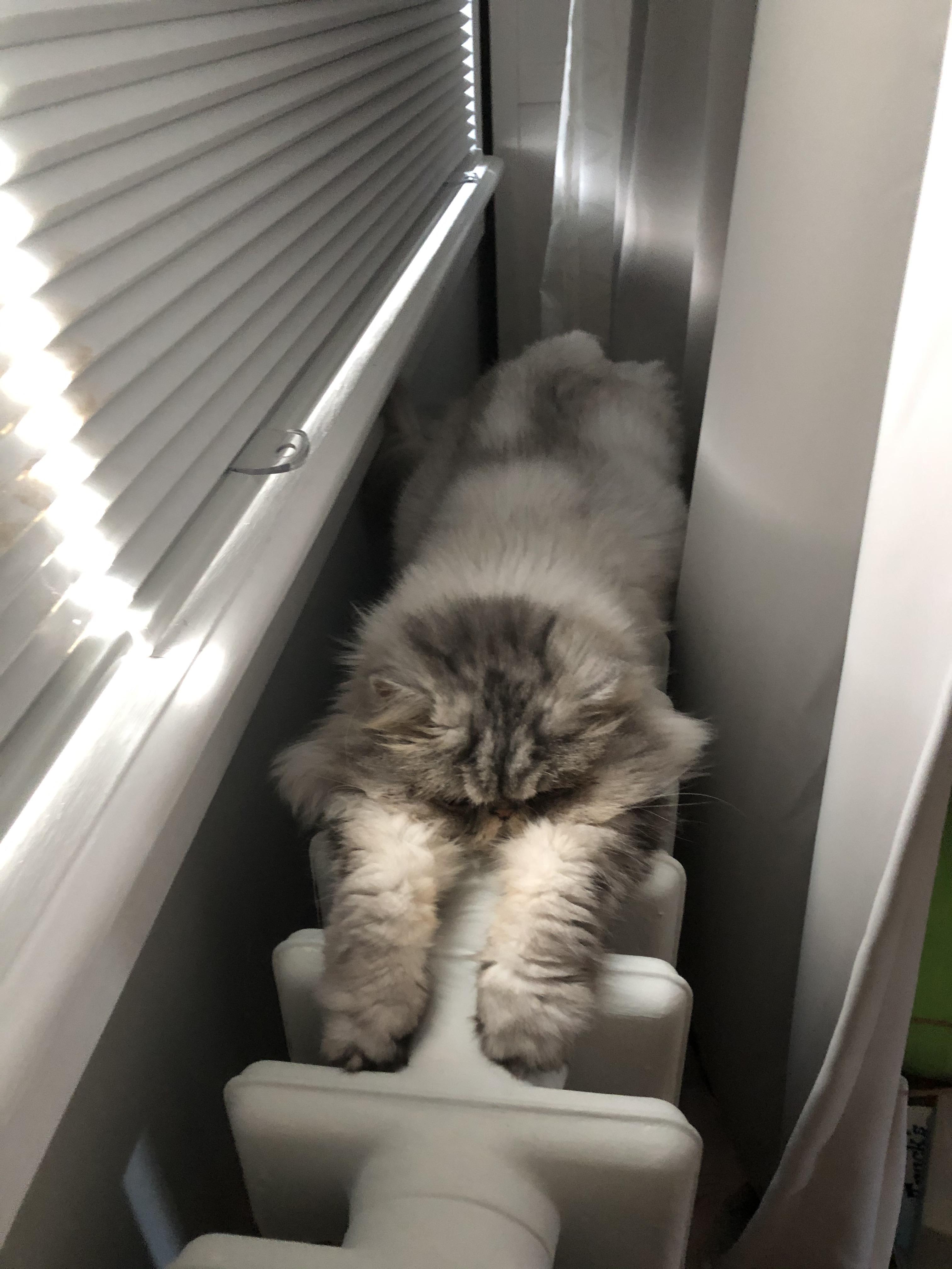 My cat has one with with radiator. r/cats