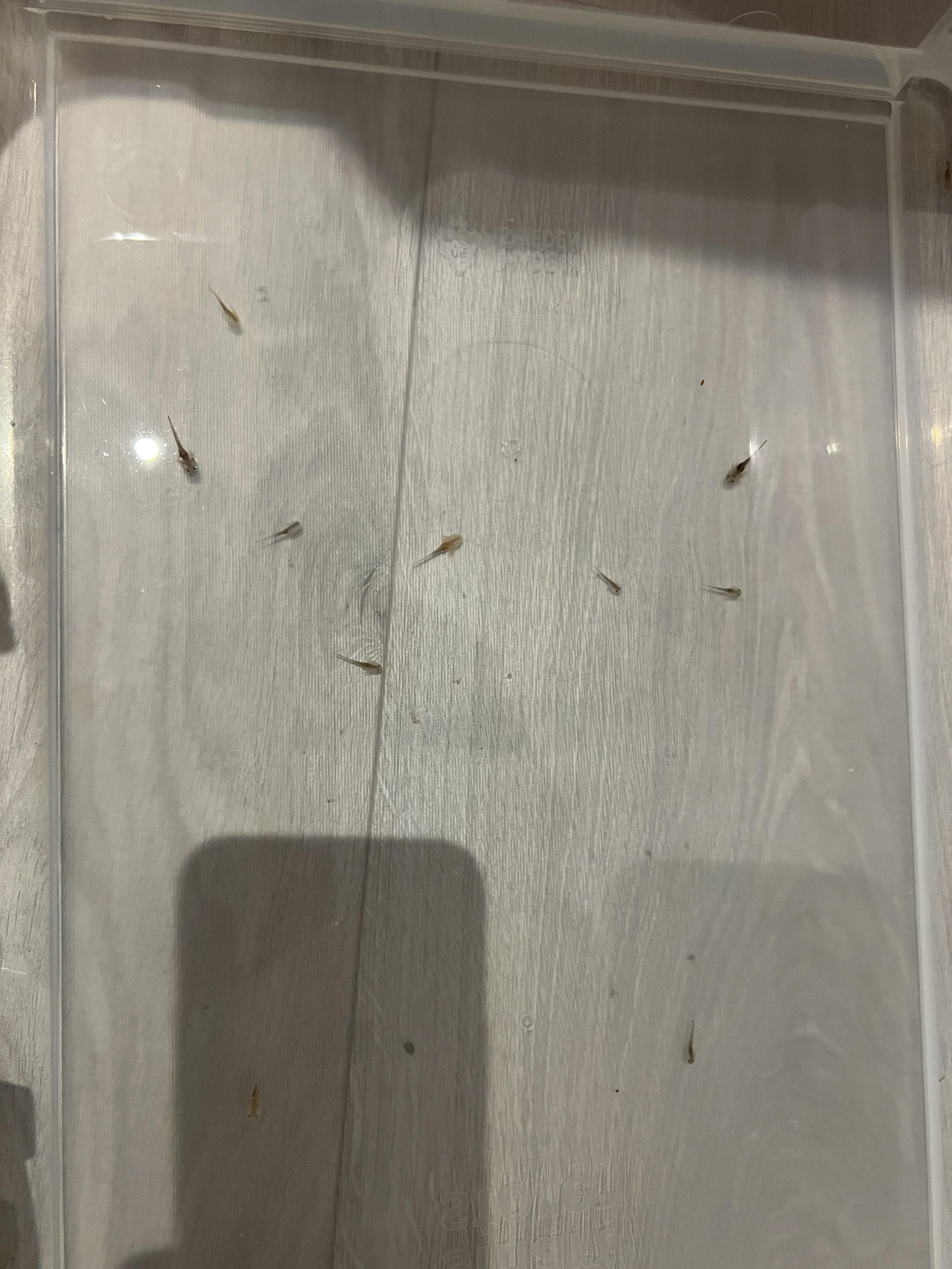 Has anyone tips on how to keep these baby axelotl from a friend of mine properly Alive? r/axolotls