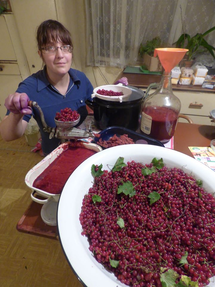 Making red currant wine juicing currants on vintage juicing mill