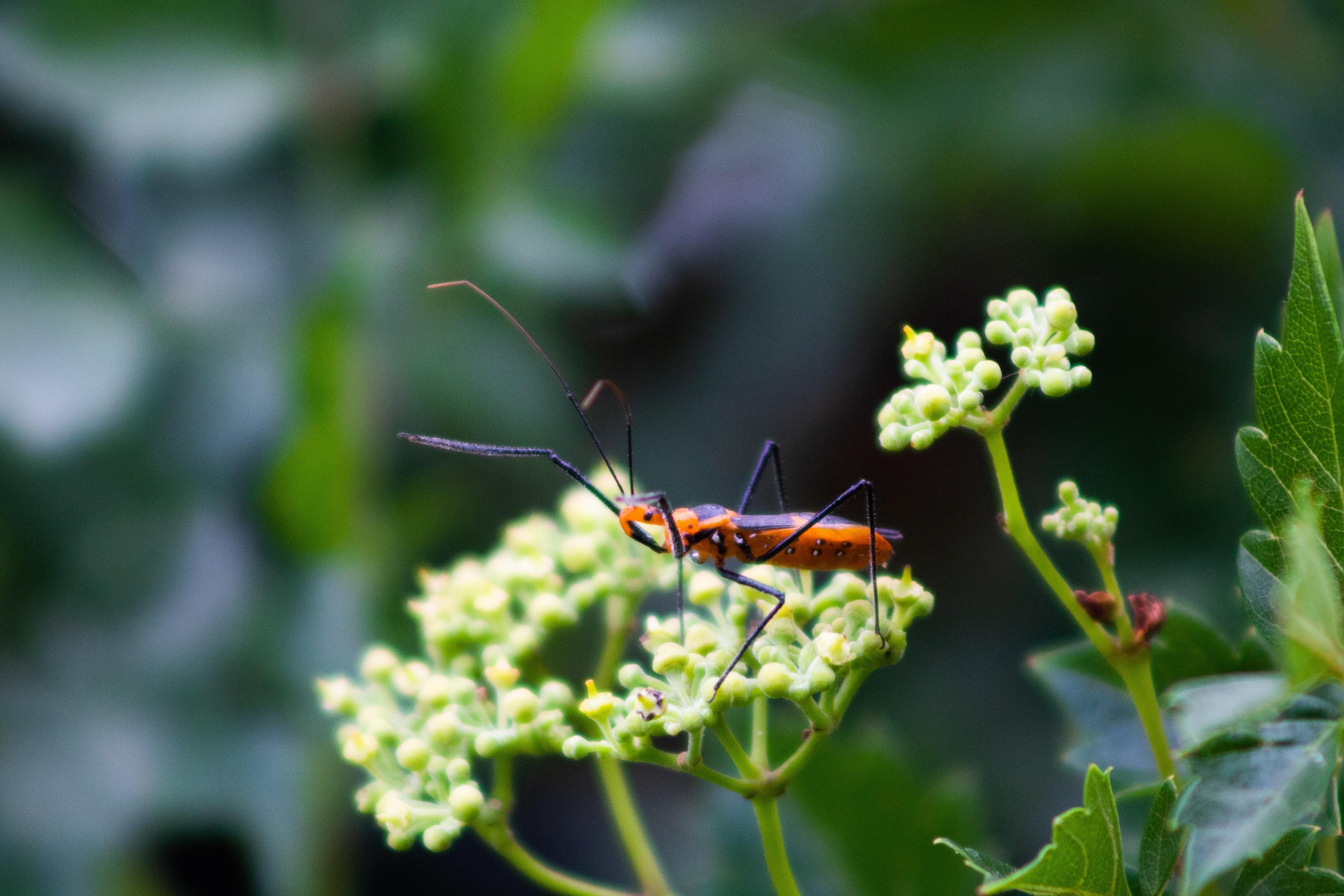 Name this bug found in south Texas 46 cm long whatsthisbug